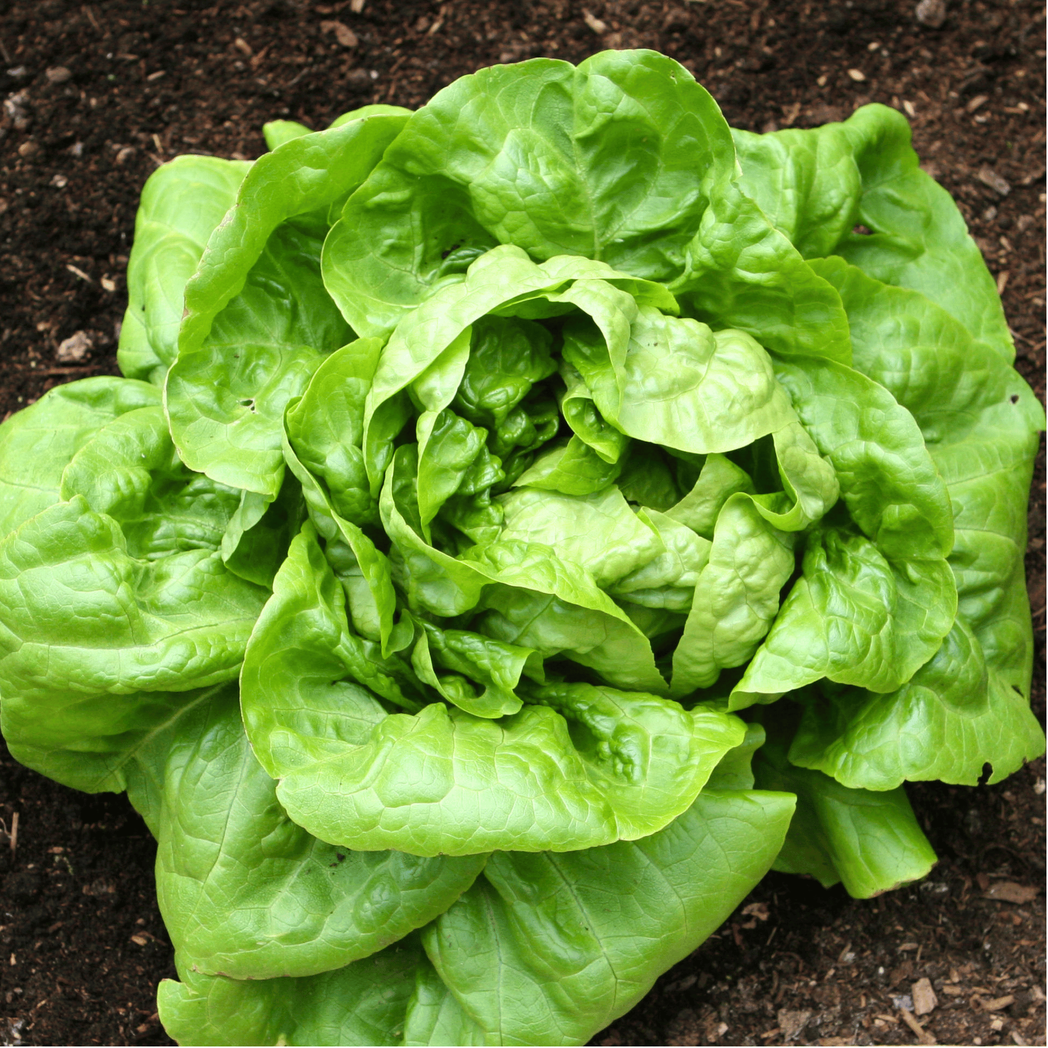 Buttercrunch Lettuce – 500 Seeds seed packet from Seed Therapy – American-grown, heirloom seeds