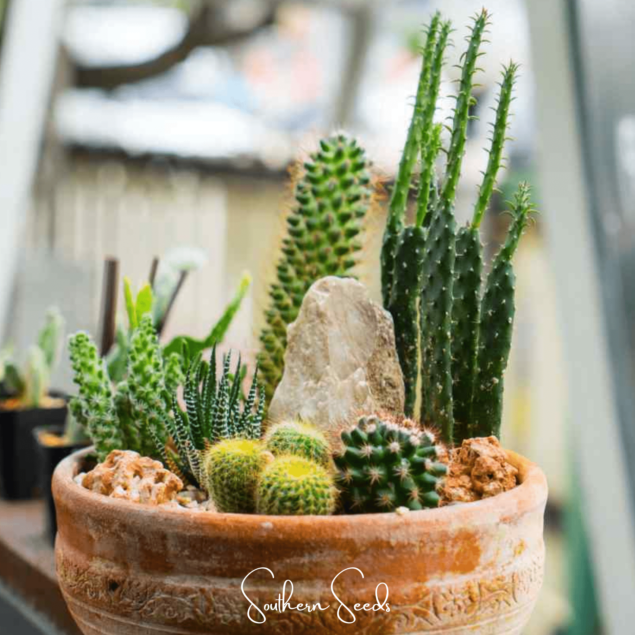 Cactus Mix (Cactaceae spp.) - 30 Seeds seed packet from Seed Therapy – American - grown, heirloom seeds