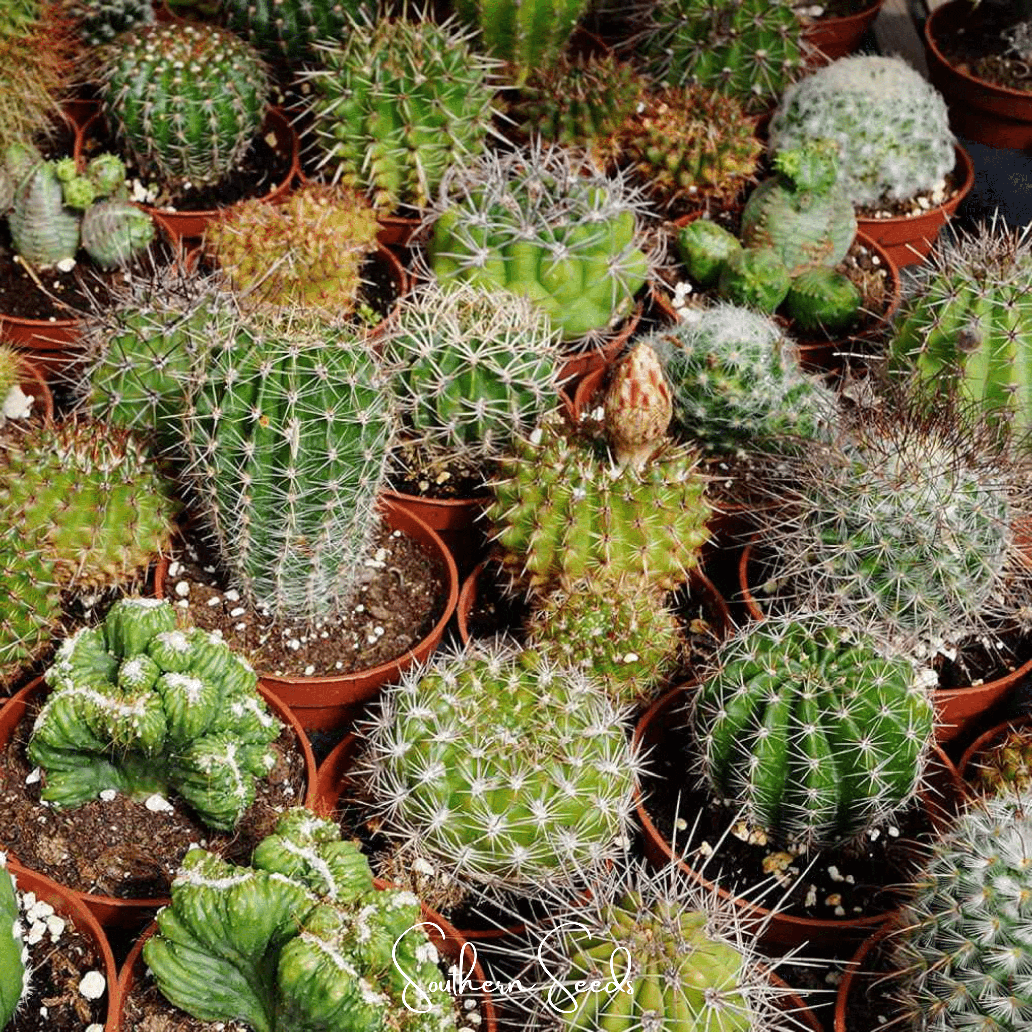Cactus Mix (Cactaceae spp.) - 30 Seeds seed packet from Seed Therapy – American - grown, heirloom seeds