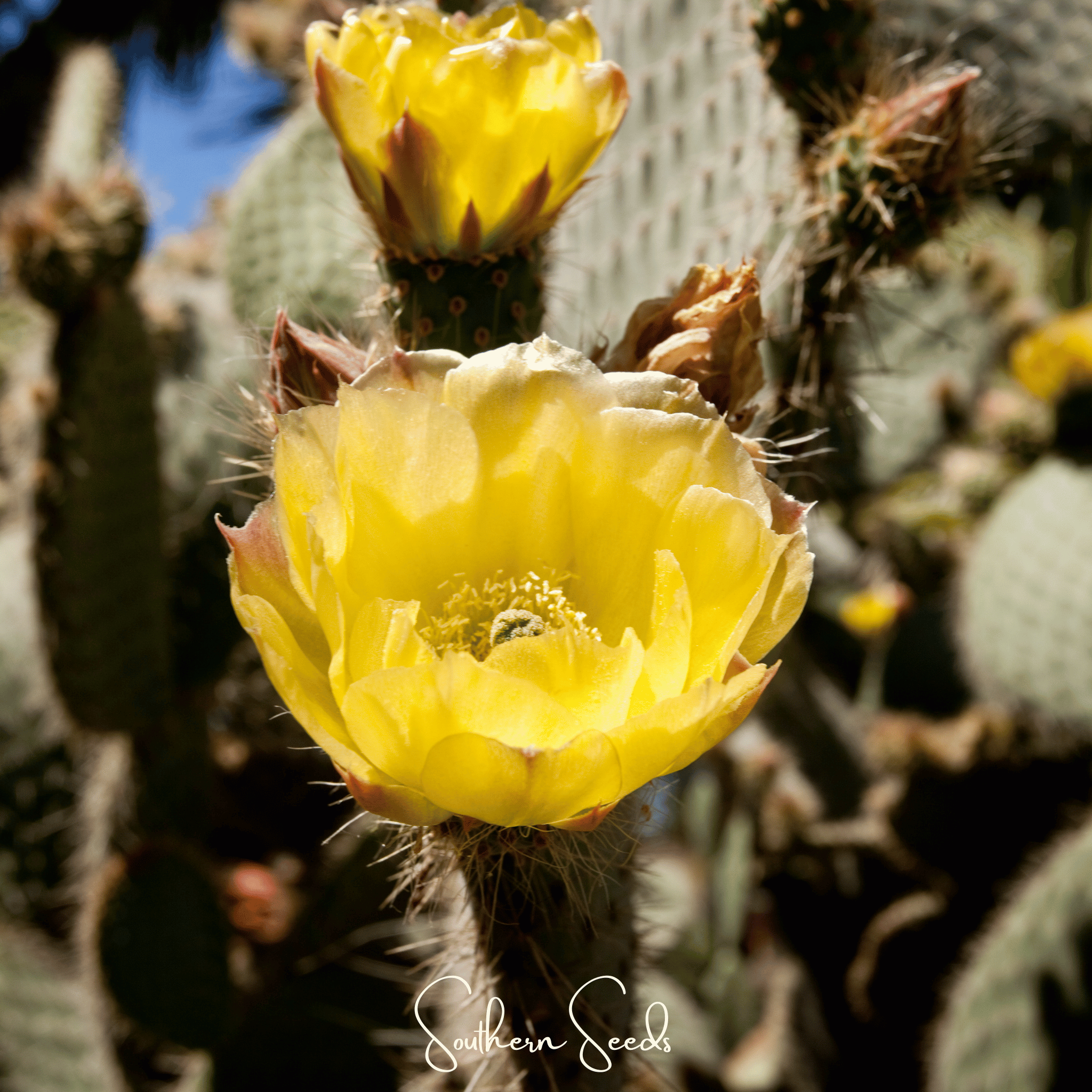Cactus, Prickly Pear (Opuntia ficus - indica) - 15 Seeds seed packet from Seed Therapy – American - grown, heirloom seeds