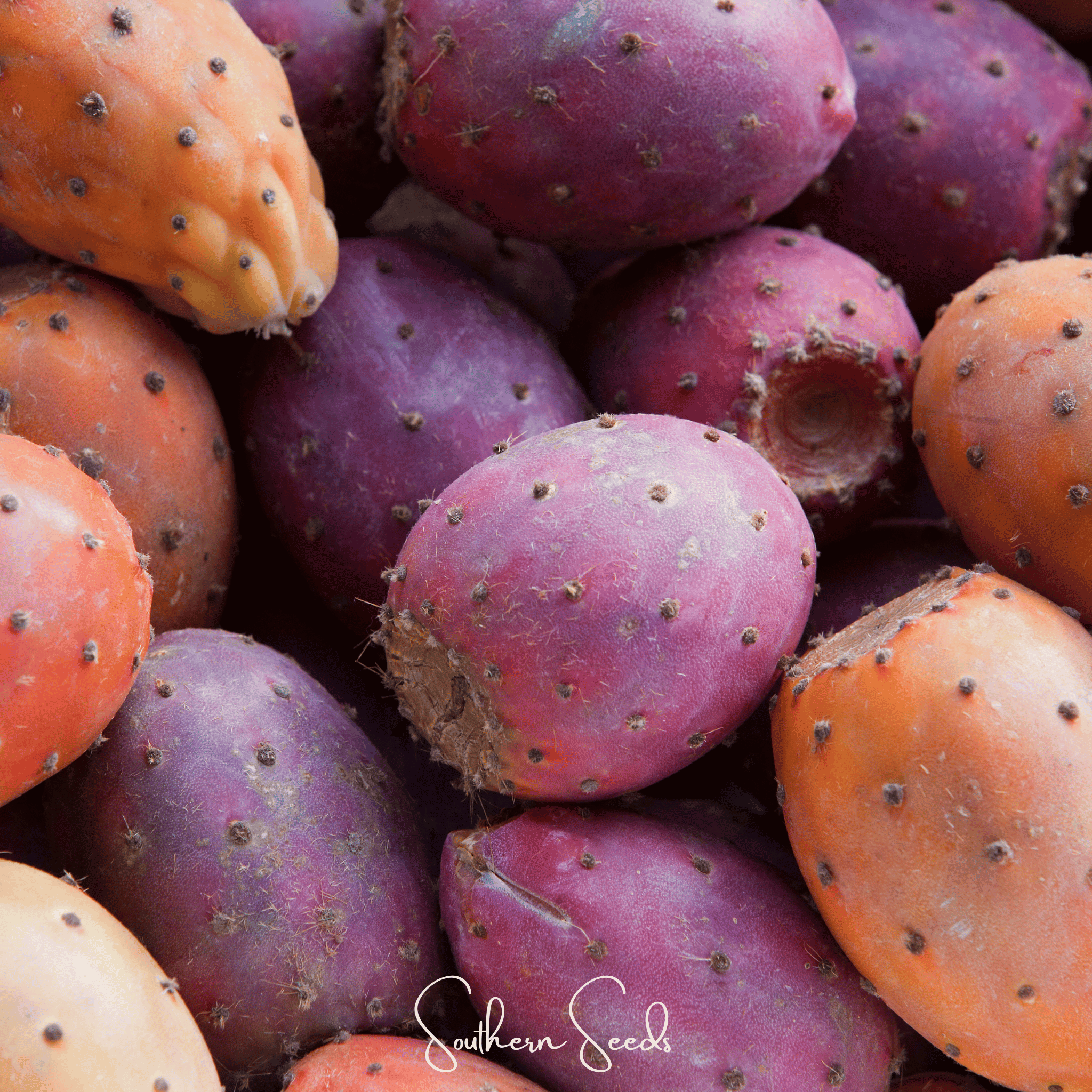 Cactus, Prickly Pear (Opuntia ficus - indica) - 15 Seeds seed packet from Seed Therapy – American - grown, heirloom seeds