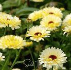 Calendula, Ivory Princess (Calendula officinalis) - 50 Seeds seed packet from Seed Therapy – American - grown, heirloom seeds