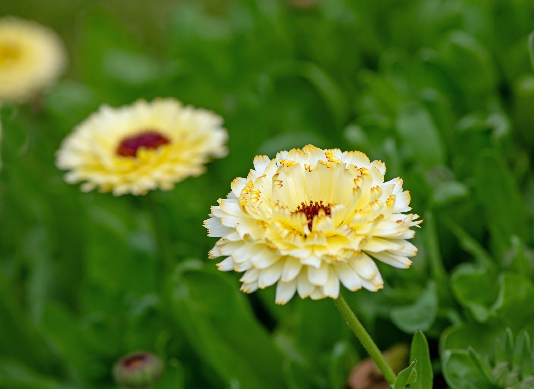 Calendula, Ivory Princess (Calendula officinalis) - 50 Seeds seed packet from Seed Therapy – American - grown, heirloom seeds