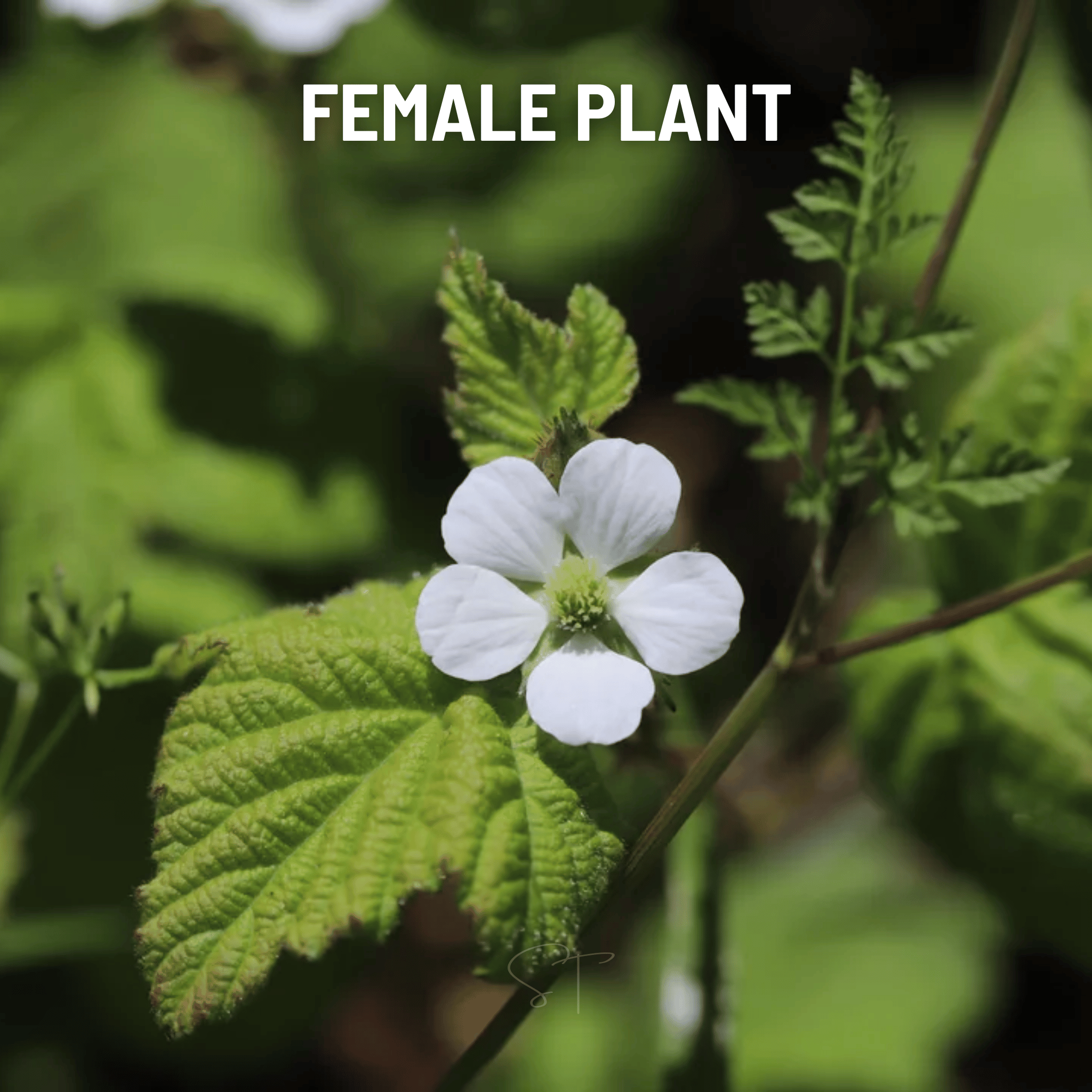 California Blackberry - 30 Seeds seed packet from Seed Therapy – American - grown, heirloom seeds