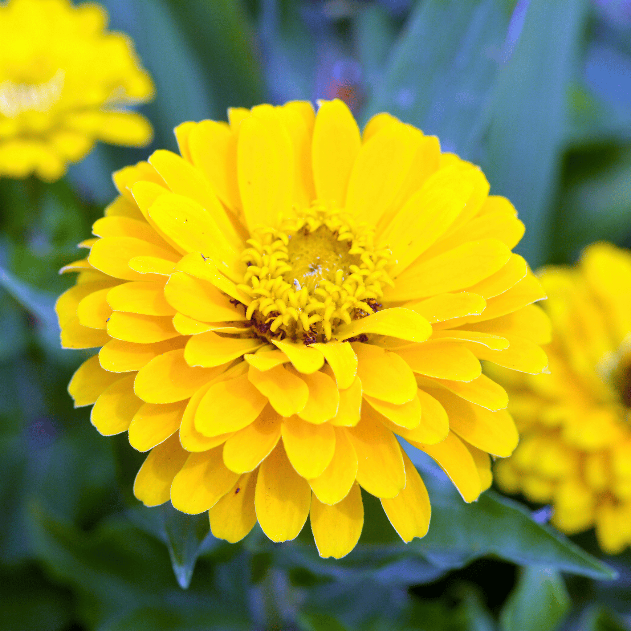 Canary Bird Zinnia – 100 Seeds seed packet from Seed Therapy – American - grown, heirloom seeds