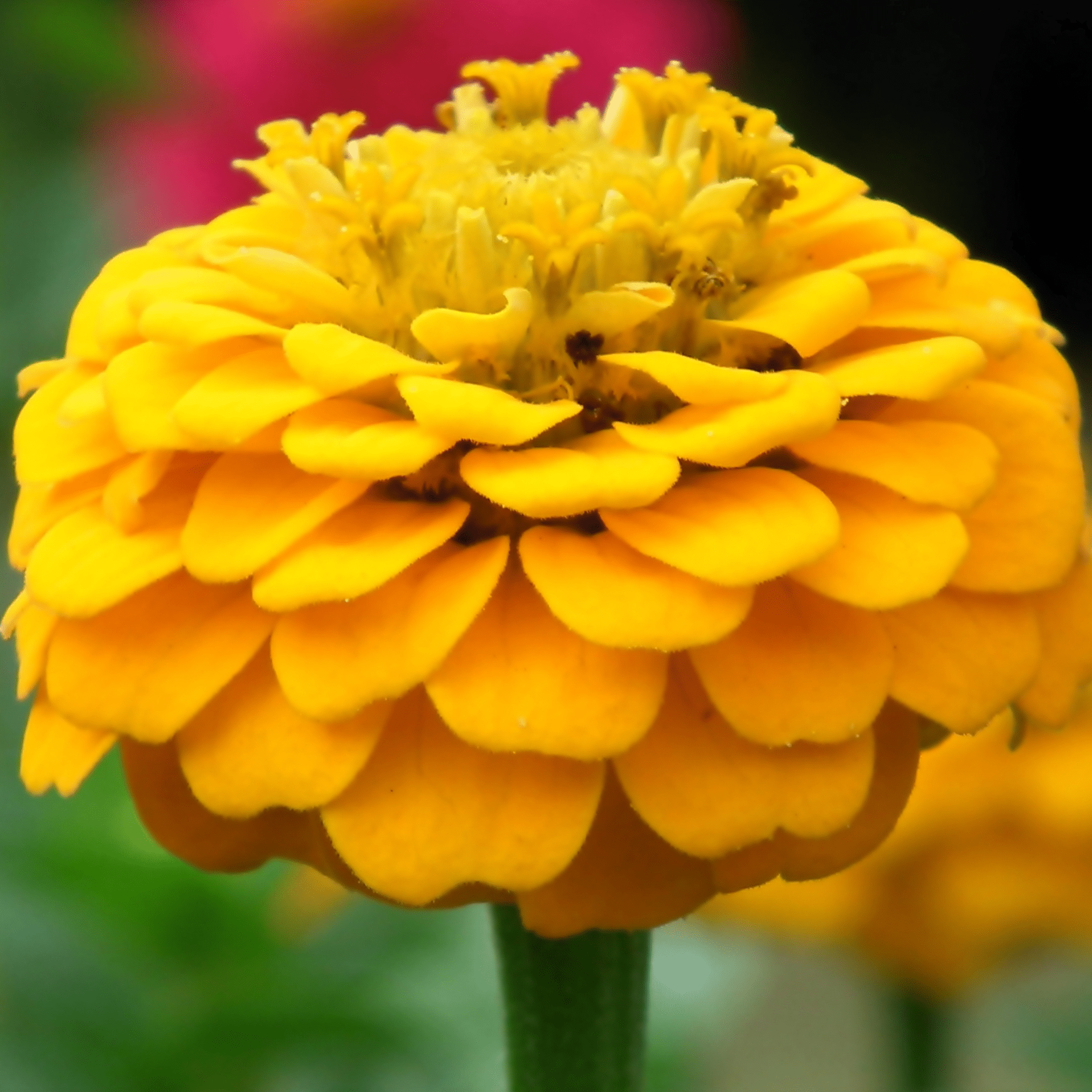 Canary Bird Zinnia – 100 Seeds seed packet from Seed Therapy – American - grown, heirloom seeds
