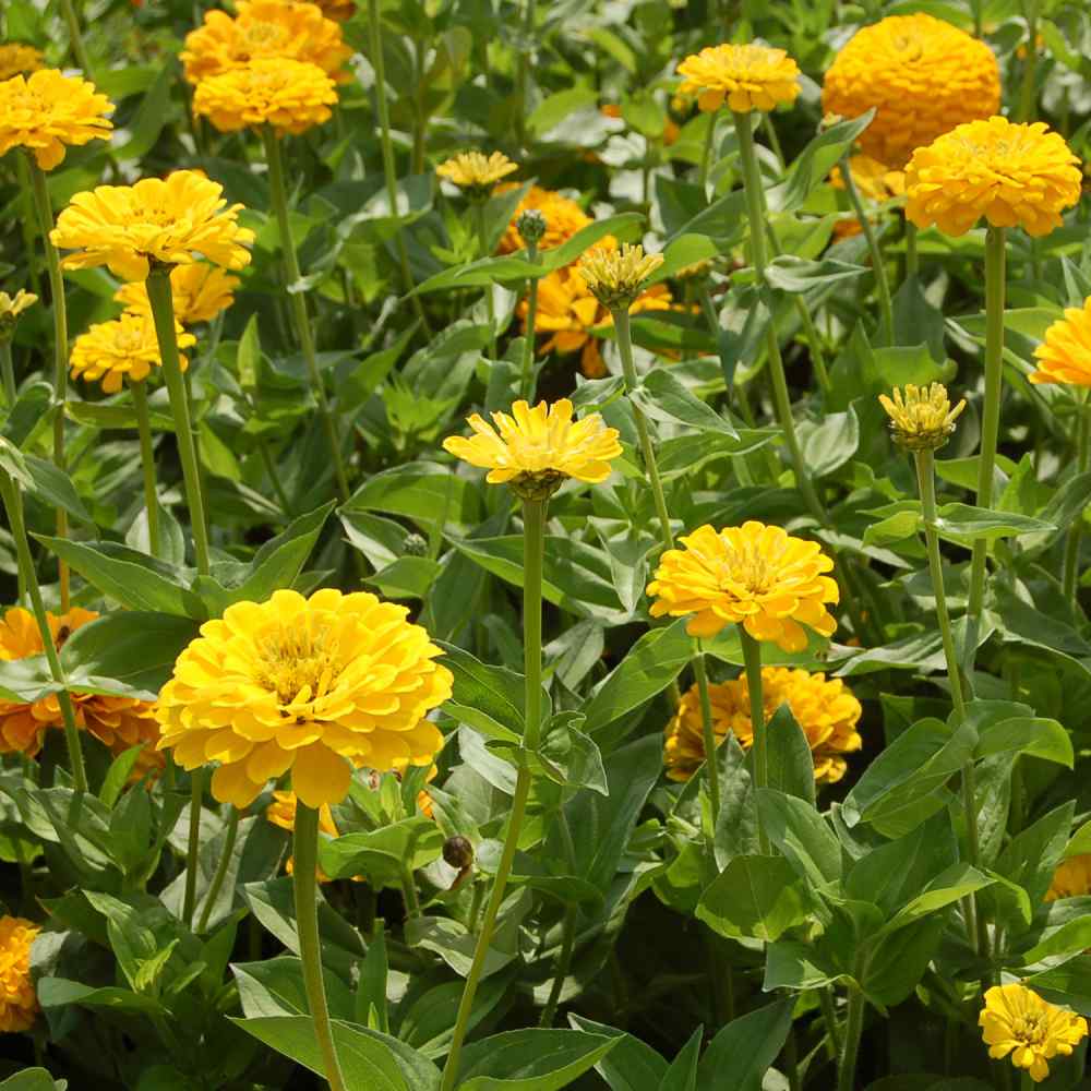 Canary Bird Zinnia – 100 Seeds seed packet from Seed Therapy – American - grown, heirloom seeds