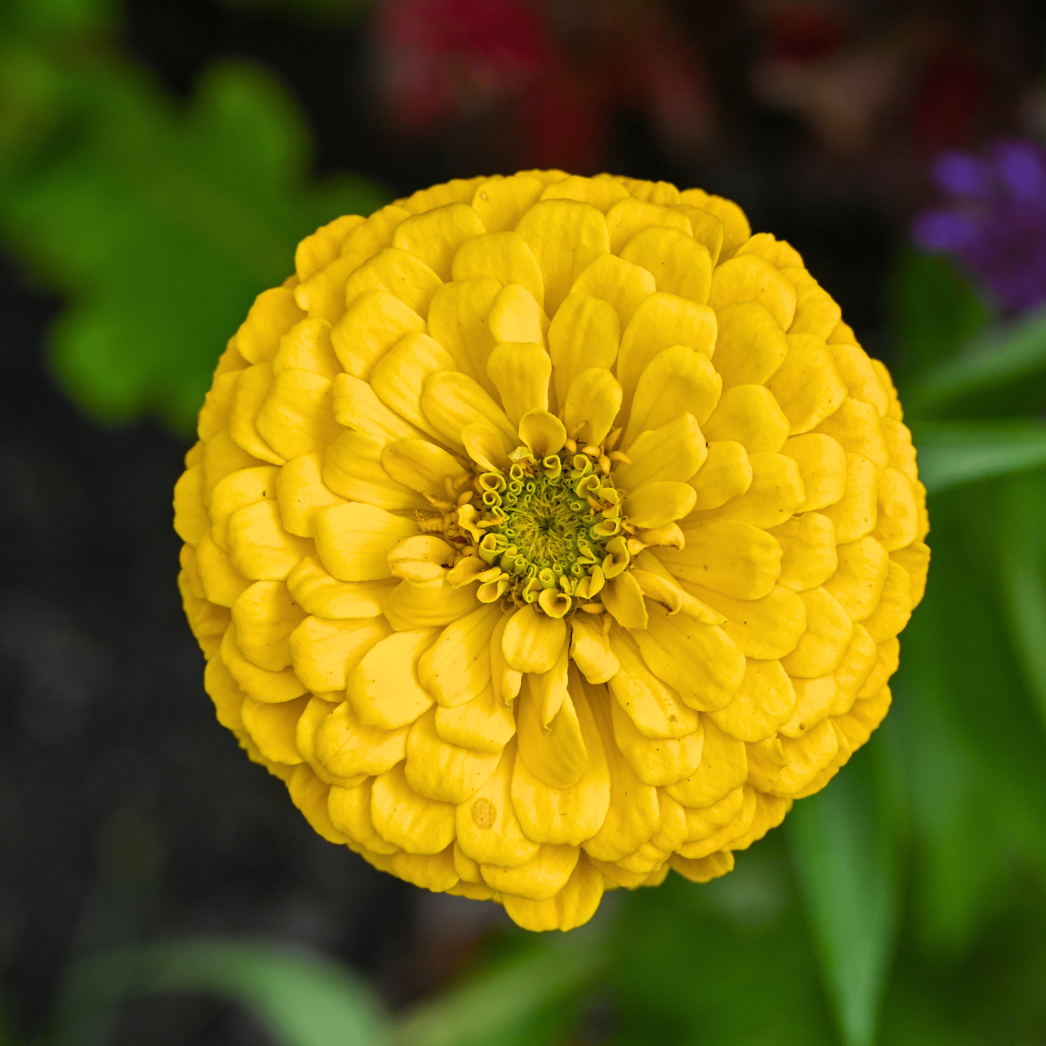 Canary Bird Zinnia – 100 Seeds seed packet from Seed Therapy – American - grown, heirloom seeds