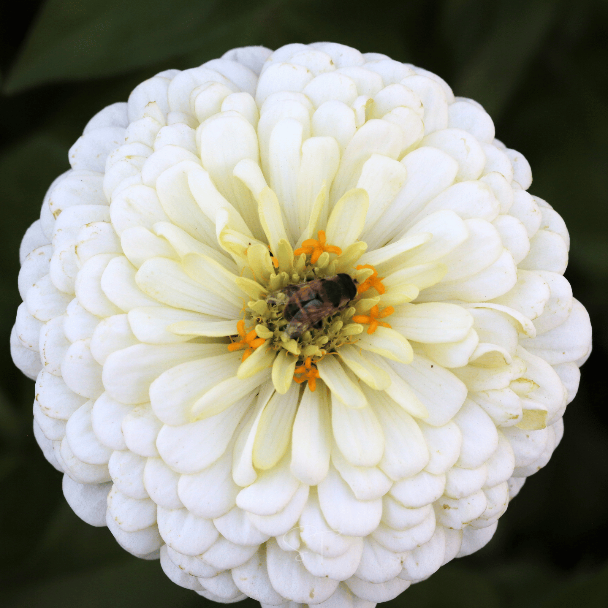 Candy Cane Zinnia – 100 Seeds seed packet from Seed Therapy – American - grown, heirloom seeds