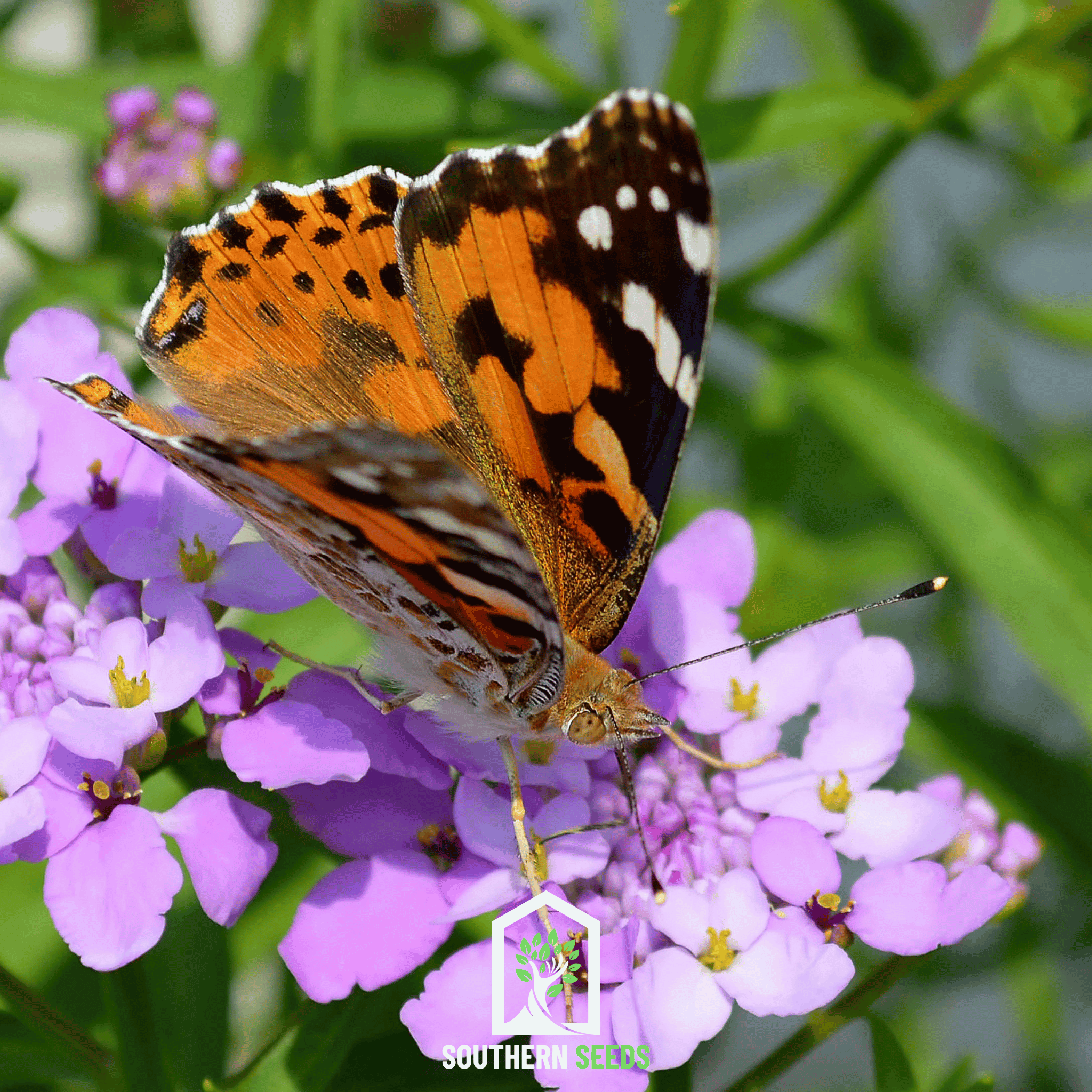 Candytuft, Mixed (Iberis umbellata) - 100 Seeds seed packet from Seed Therapy – American - grown, heirloom seeds