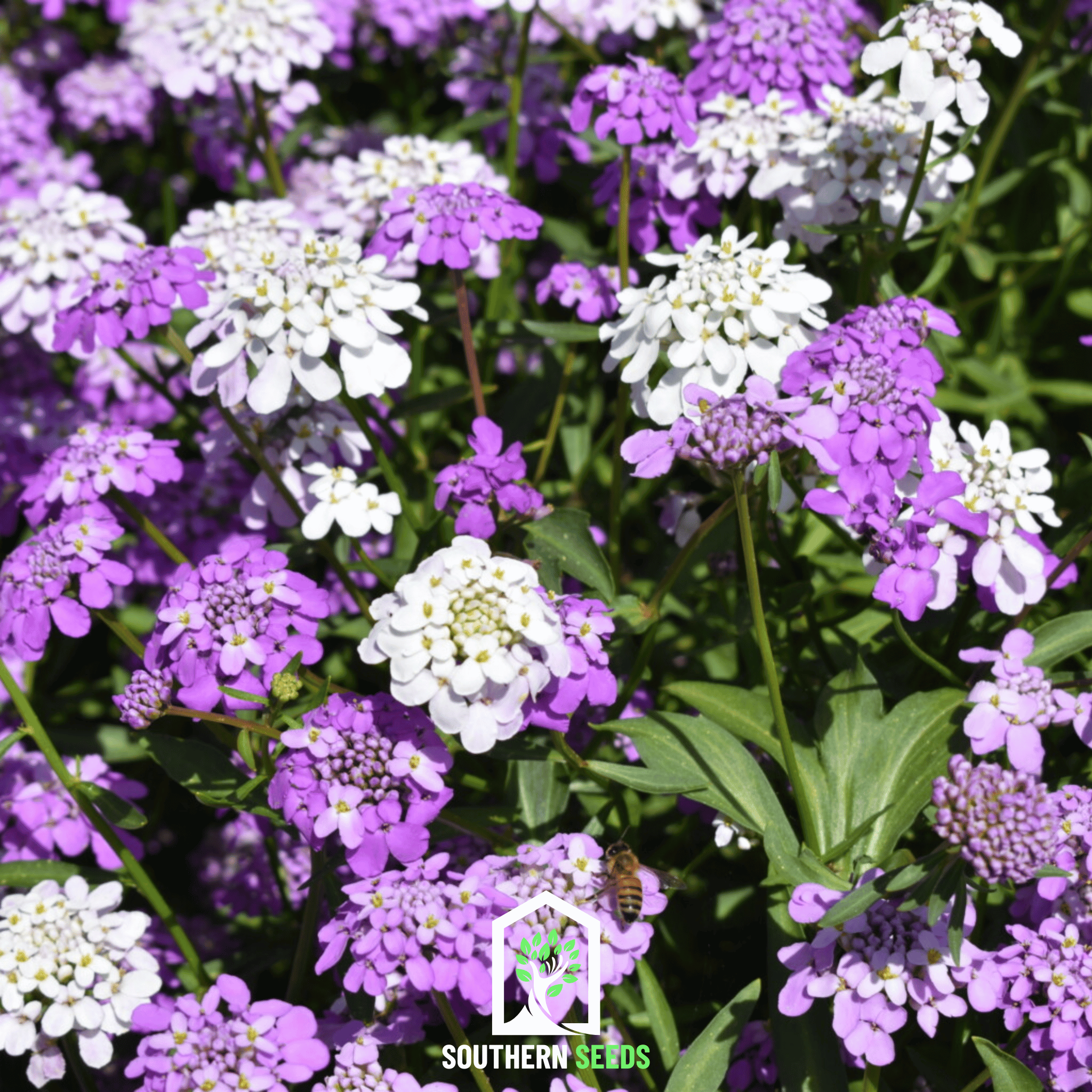 Candytuft, Mixed (Iberis umbellata) - 100 Seeds seed packet from Seed Therapy – American - grown, heirloom seeds
