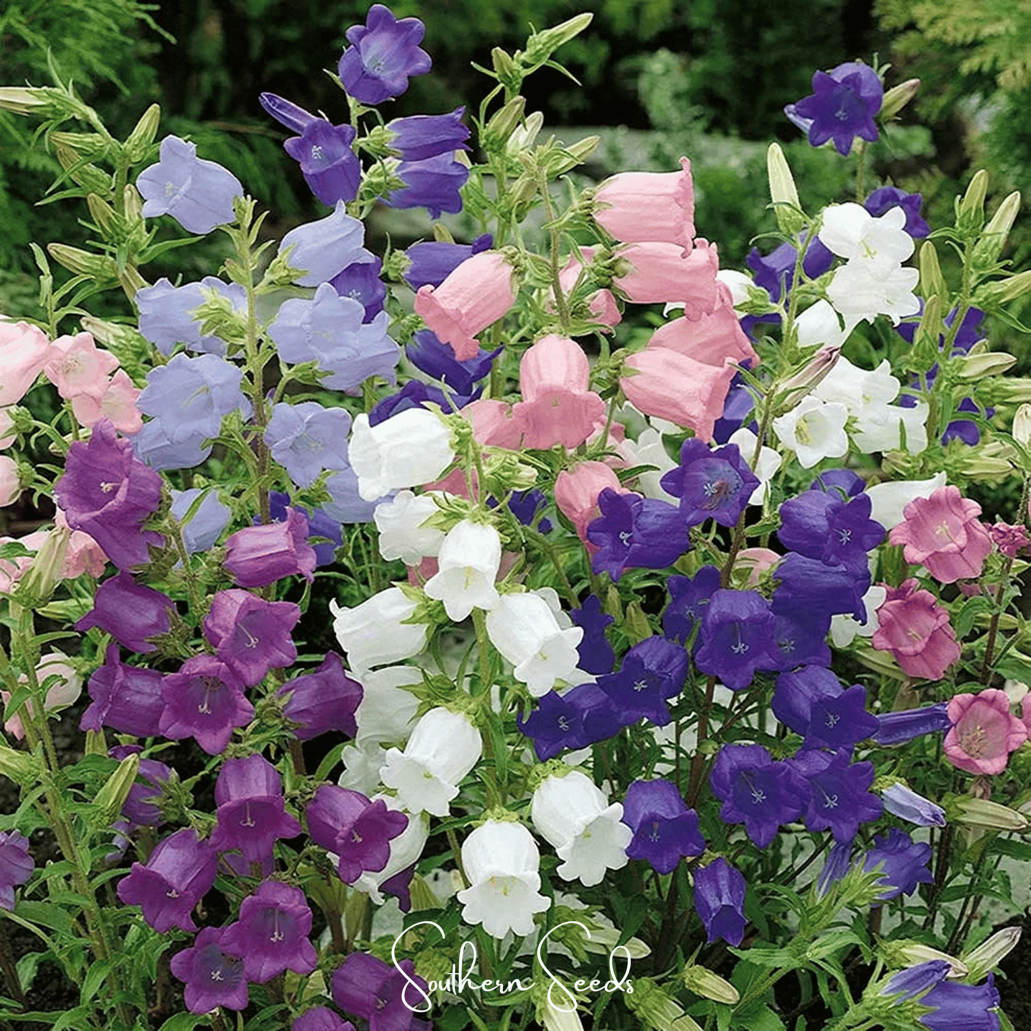 Canterbury Bells, Mix (Campanula medium) - 100 Seeds seed packet from Seed Therapy – American - grown, heirloom seeds