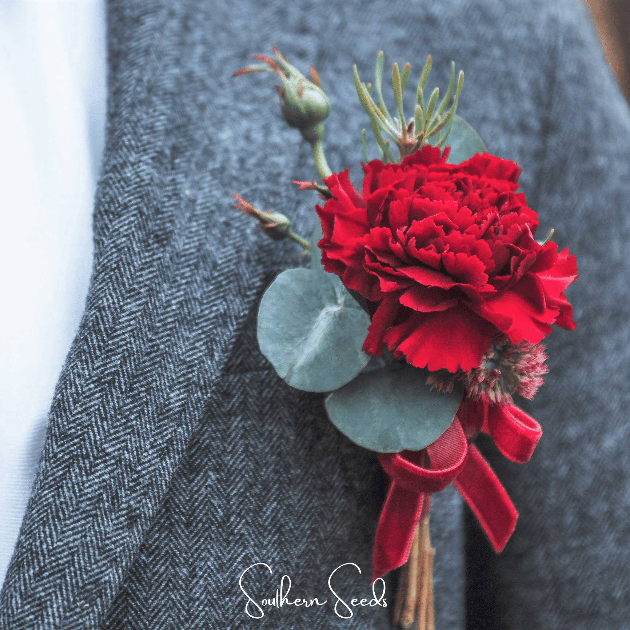 Carnation, Etincellant (Dianthus caryophyllus) - 25 Seeds seed packet from Seed Therapy – American - grown, heirloom seeds