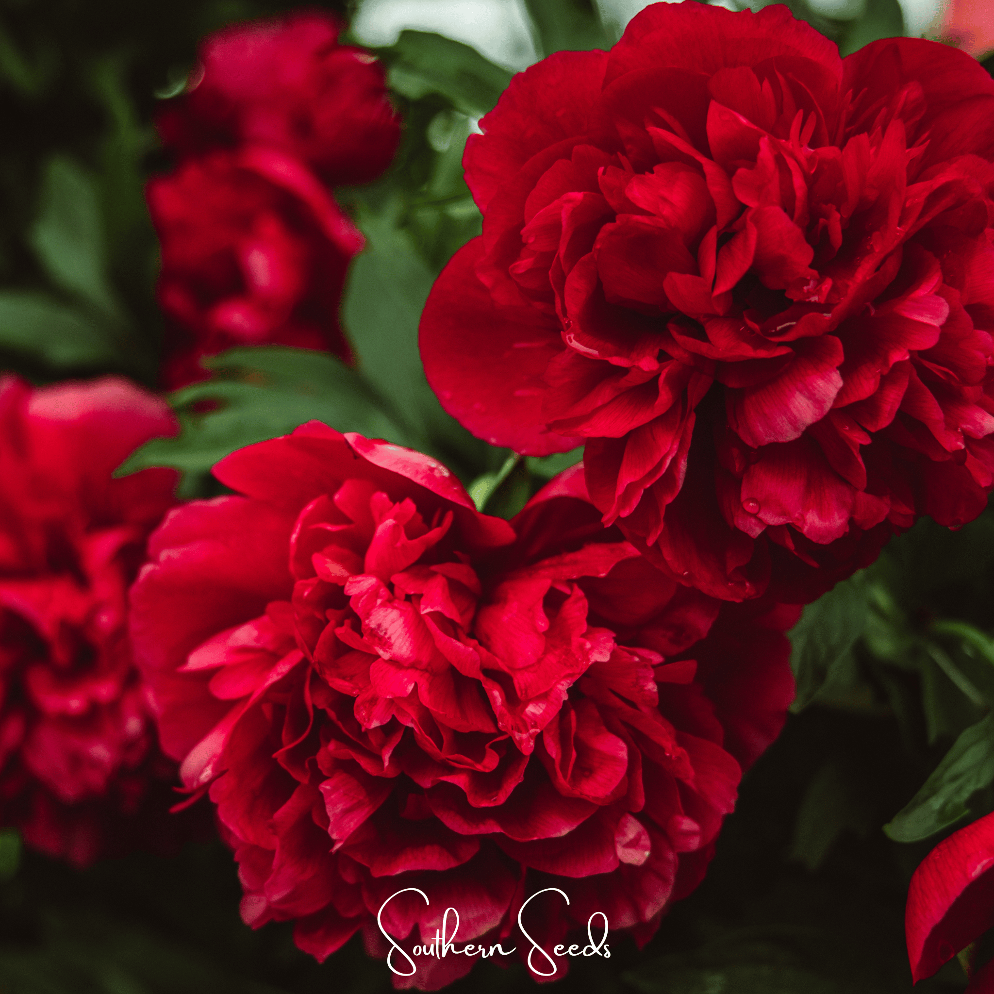 Carnation, Etincellant (Dianthus caryophyllus) - 25 Seeds seed packet from Seed Therapy – American - grown, heirloom seeds