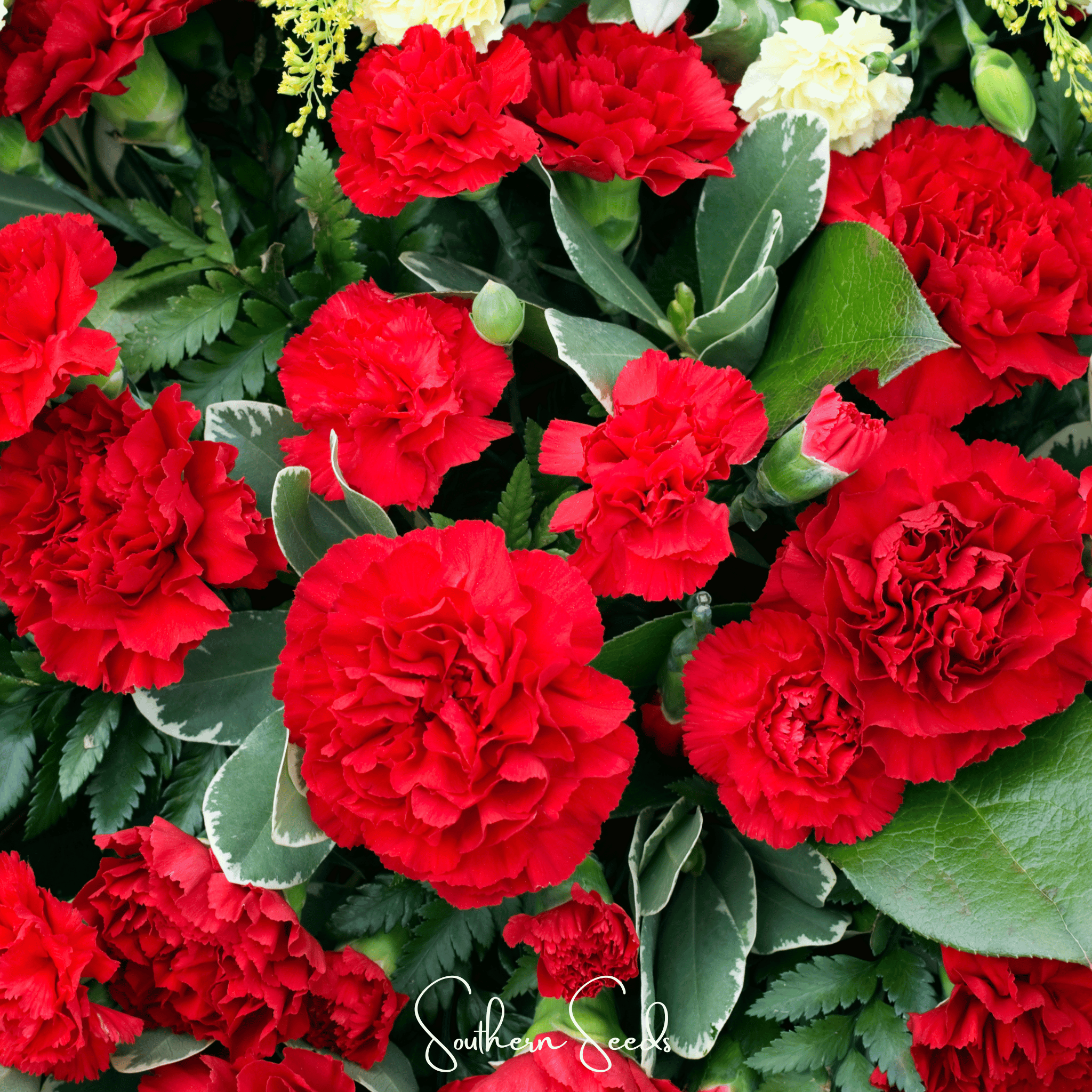 Carnation, Etincellant (Dianthus caryophyllus) - 25 Seeds seed packet from Seed Therapy – American - grown, heirloom seeds