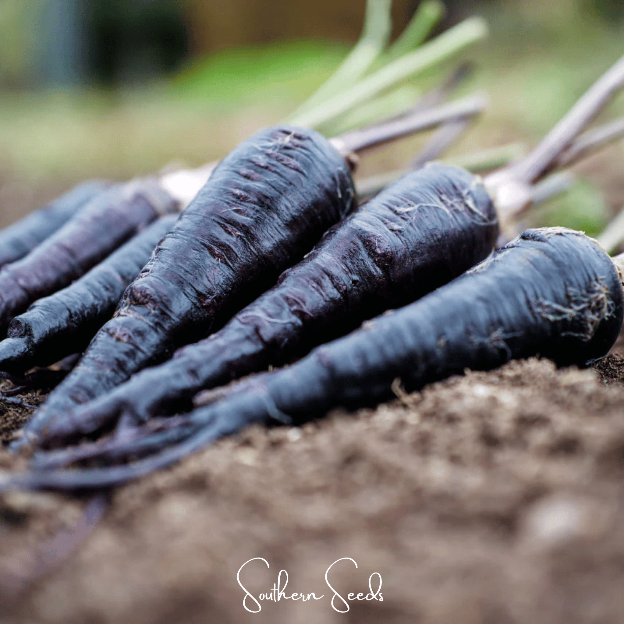Carrot, Black Nebula (Daucus carota) - 250 Seeds seed packet from Seed Therapy – American - grown, heirloom seeds