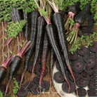 Carrot, Black Nebula (Daucus carota) - 250 Seeds seed packet from Seed Therapy – American - grown, heirloom seeds