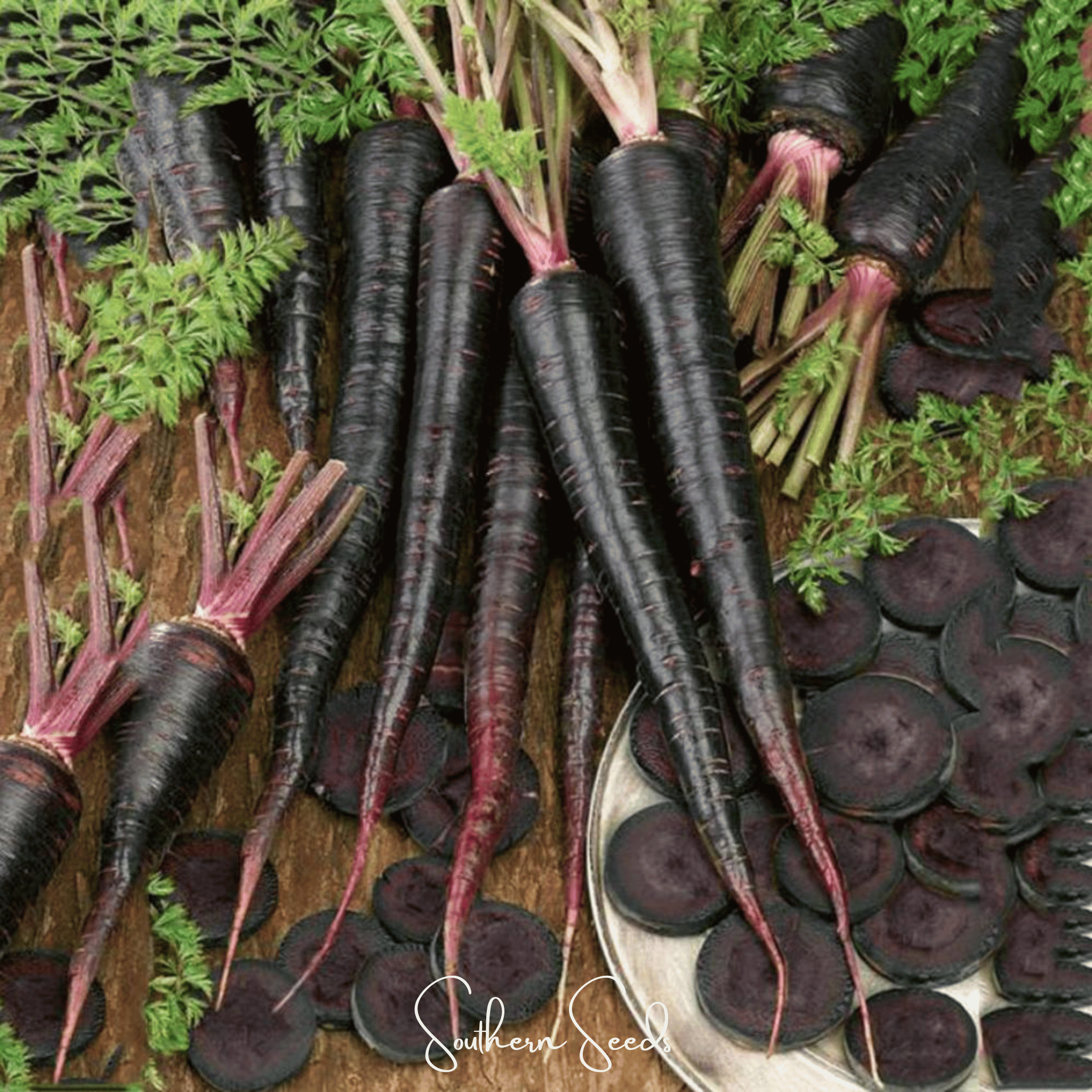 Carrot, Black Nebula (Daucus carota) - 250 Seeds seed packet from Seed Therapy – American - grown, heirloom seeds