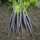 Carrot, Black Nebula (Daucus carota) - 250 Seeds seed packet from Seed Therapy – American - grown, heirloom seeds