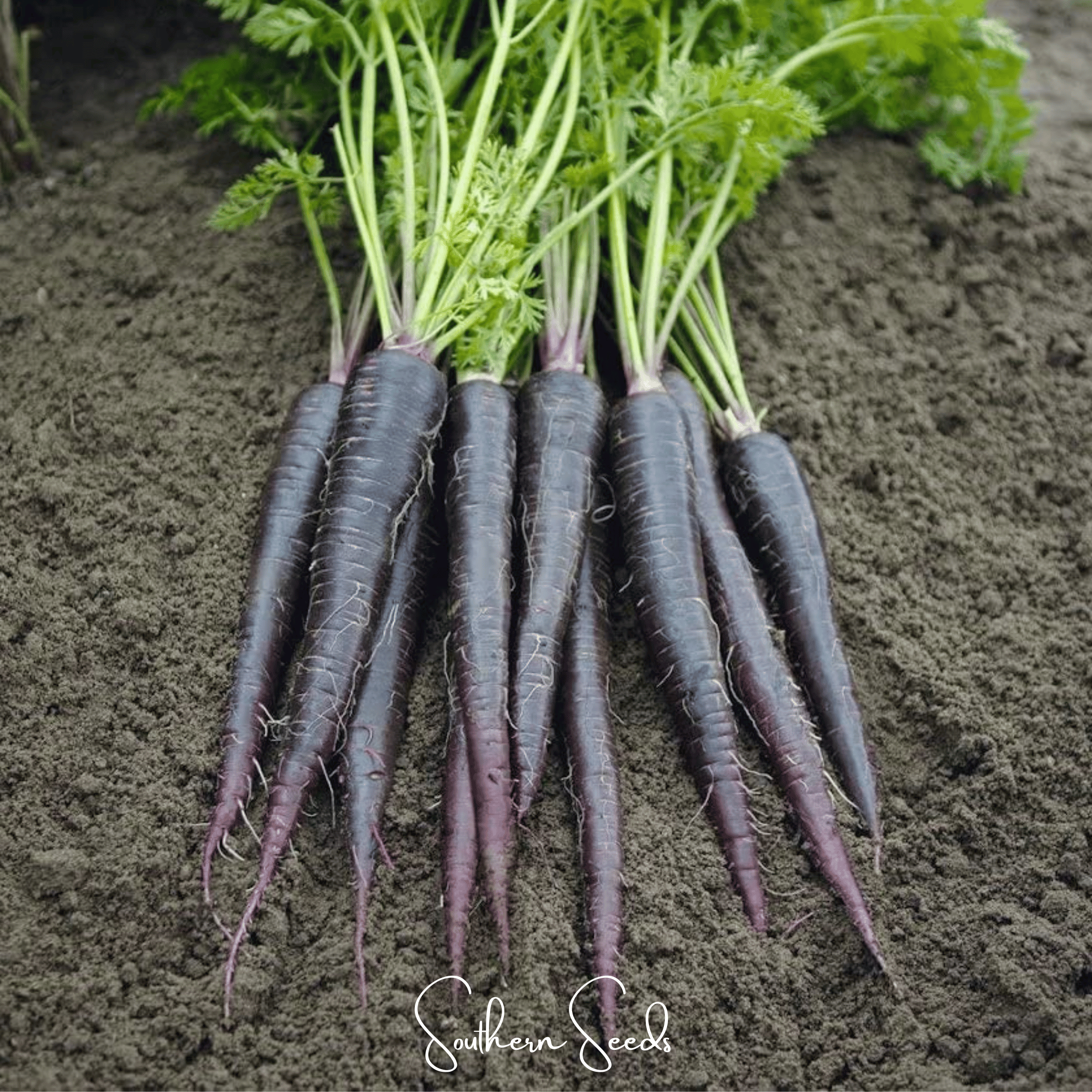 Carrot, Black Nebula (Daucus carota) - 250 Seeds seed packet from Seed Therapy – American - grown, heirloom seeds