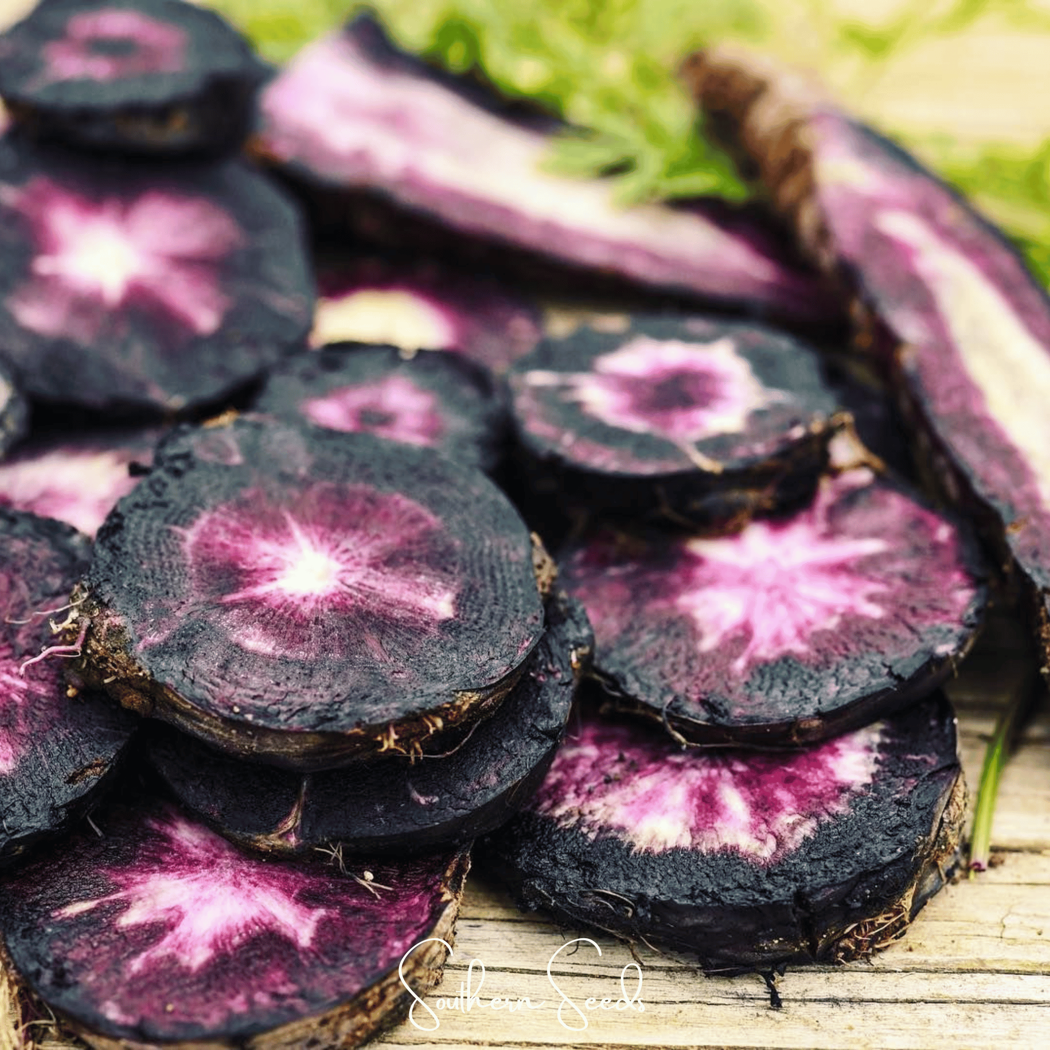 Carrot, Black Nebula (Daucus carota) - 250 Seeds seed packet from Seed Therapy – American - grown, heirloom seeds