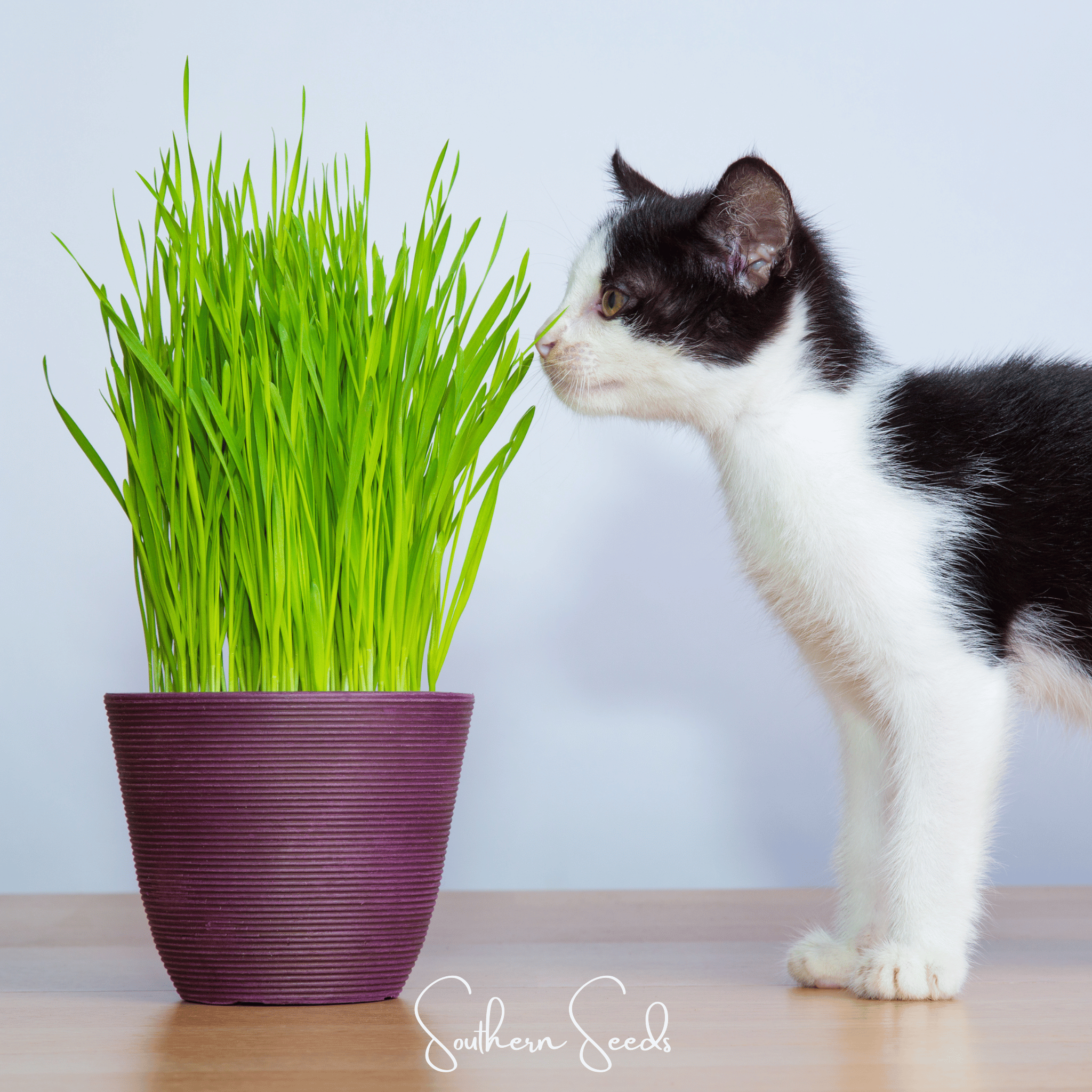 Cat Grass (Hordeum vulgare Variegate) - 50 Seeds seed packet from Seed Therapy – American - grown, heirloom seeds