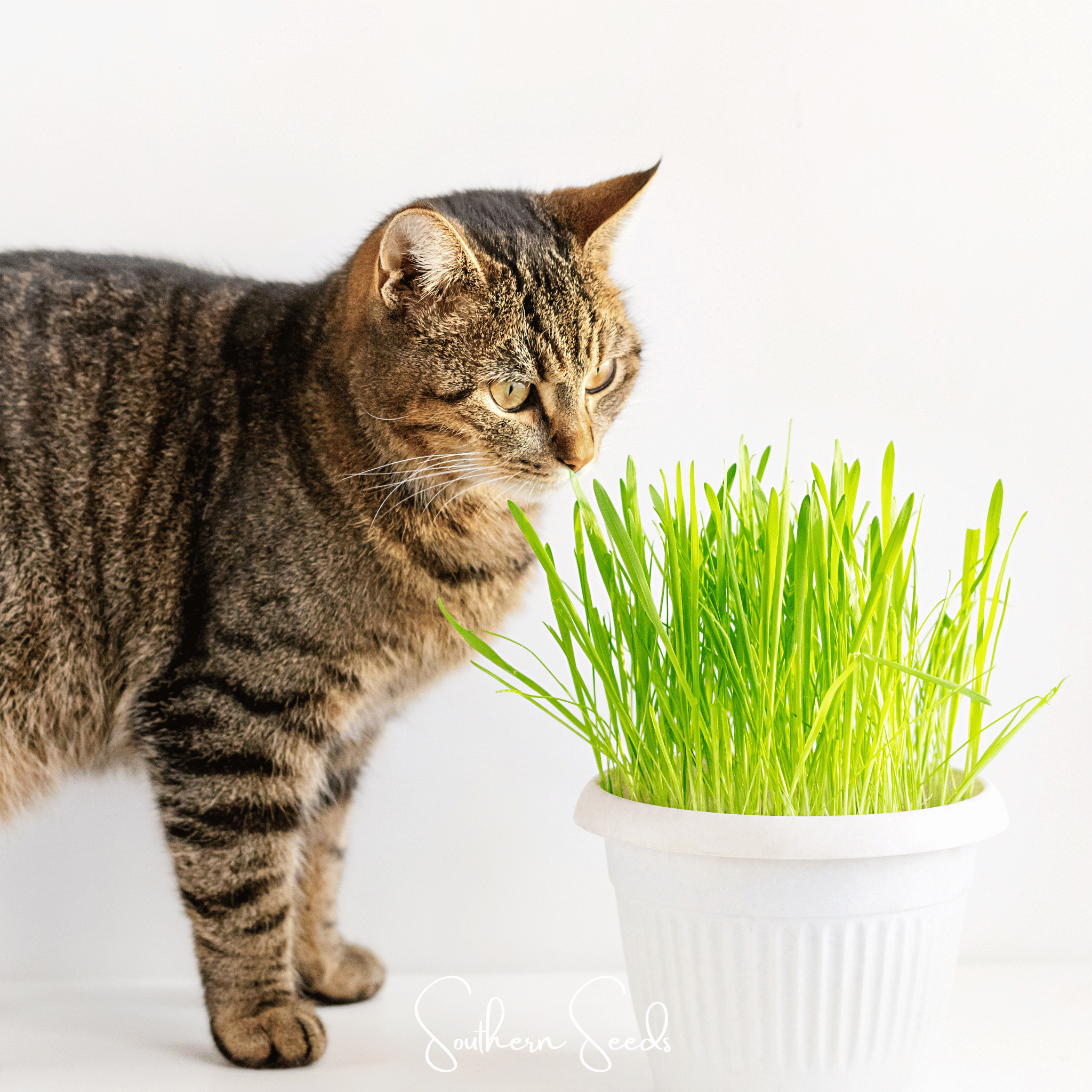 Cat Grass (Hordeum vulgare Variegate) - 50 Seeds seed packet from Seed Therapy – American - grown, heirloom seeds