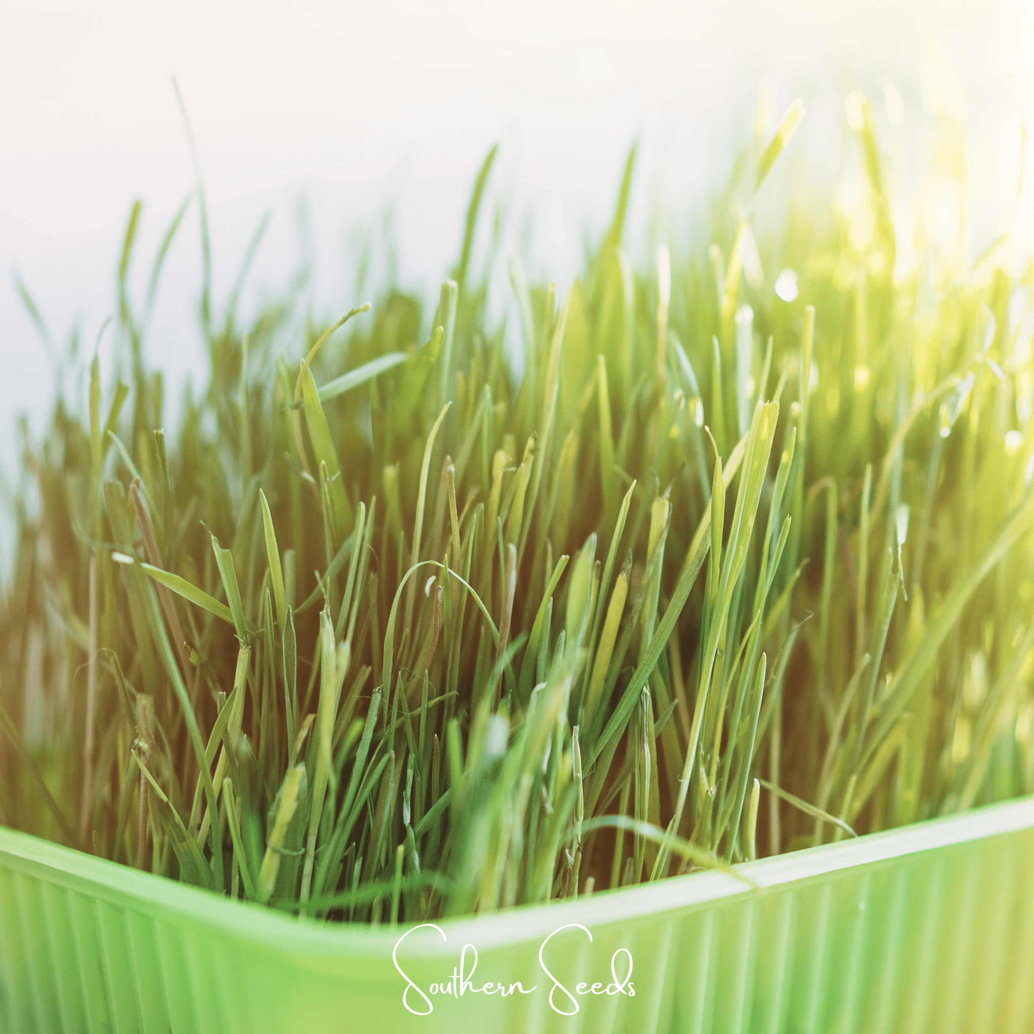 Cat Grass (Hordeum vulgare Variegate) - 50 Seeds seed packet from Seed Therapy – American - grown, heirloom seeds