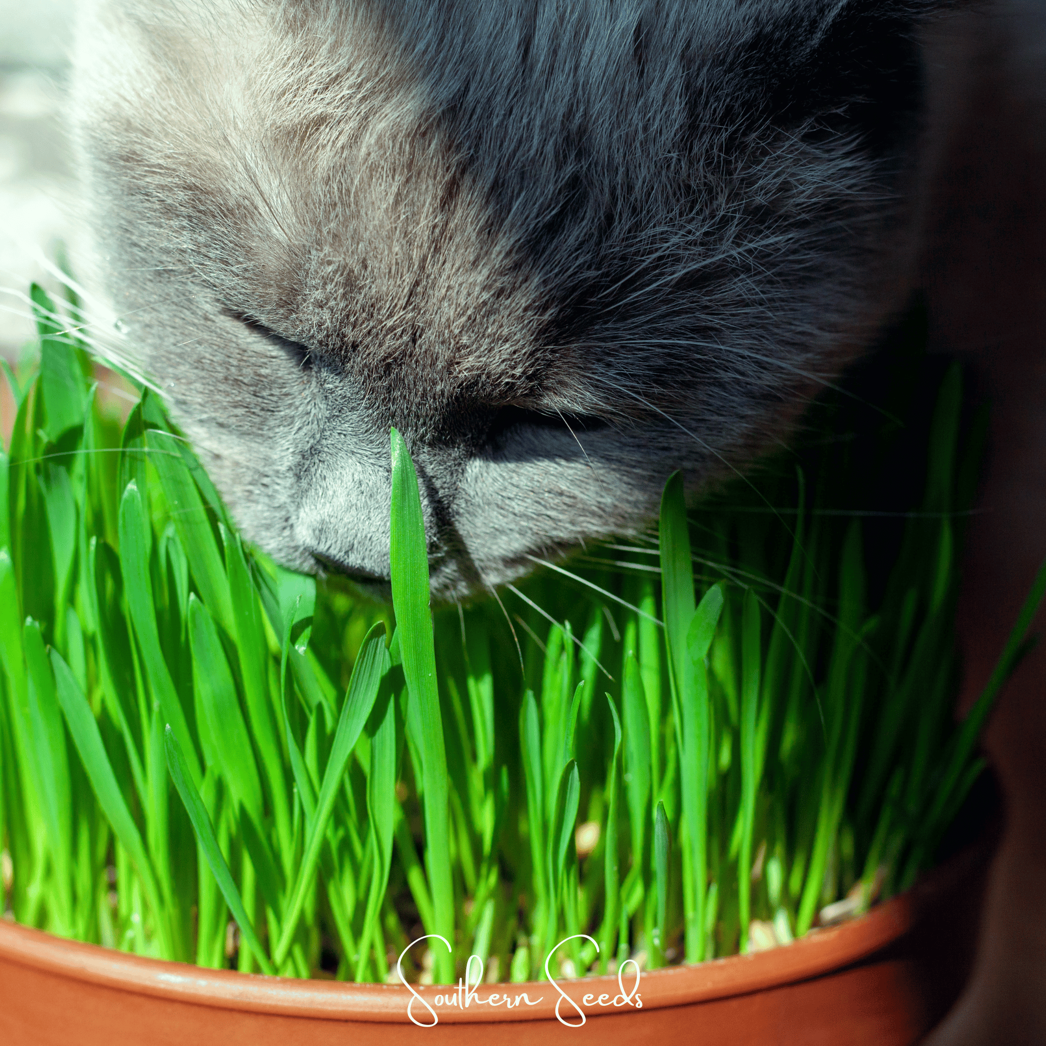 Cat Grass (Hordeum vulgare Variegate) - 50 Seeds seed packet from Seed Therapy – American - grown, heirloom seeds