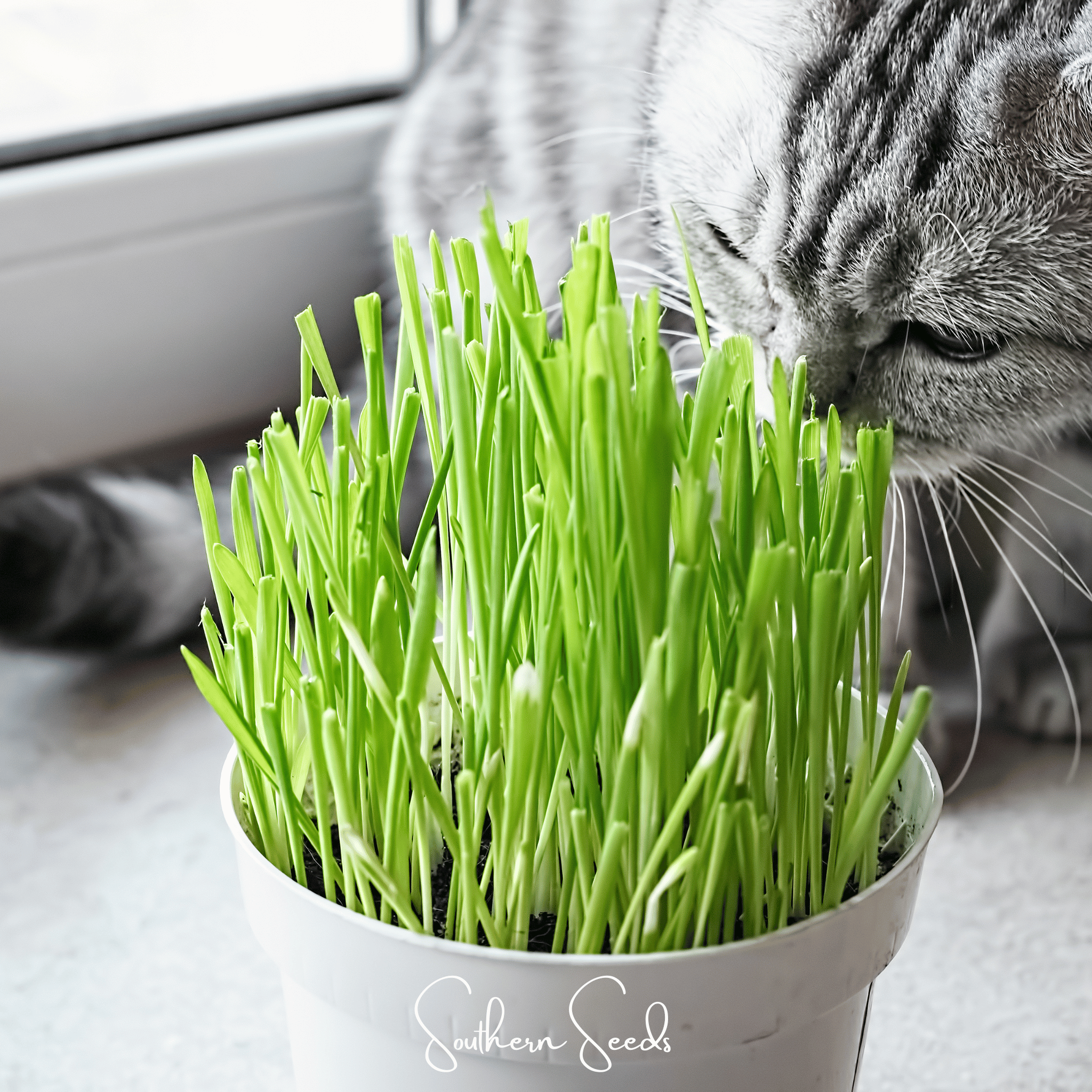 Cat Grass (Hordeum vulgare Variegate) - 50 Seeds seed packet from Seed Therapy – American - grown, heirloom seeds