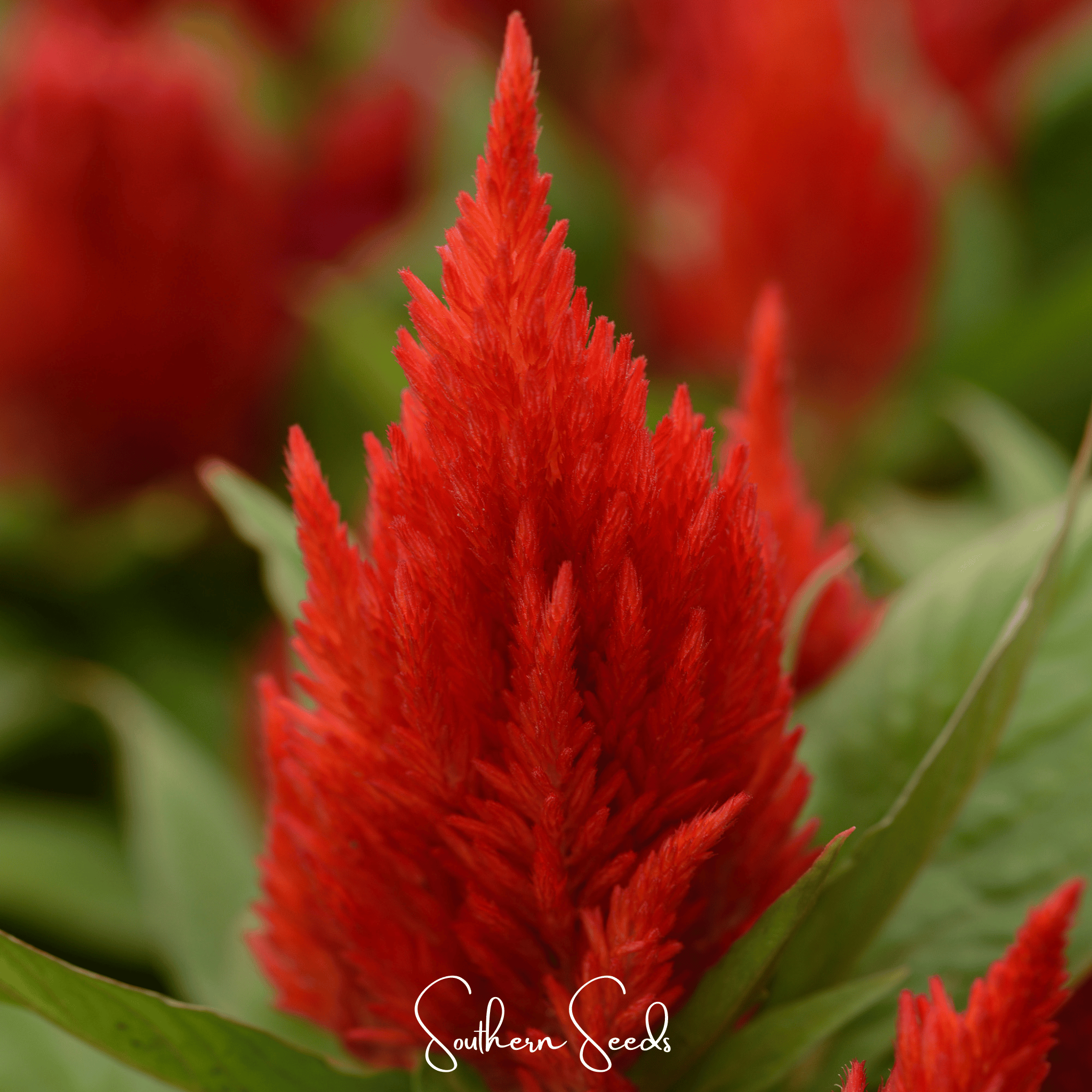 Celosia, Scarlet Plume (Celosia plumosa) - 100 Seeds seed packet from Seed Therapy – American - grown, heirloom seeds