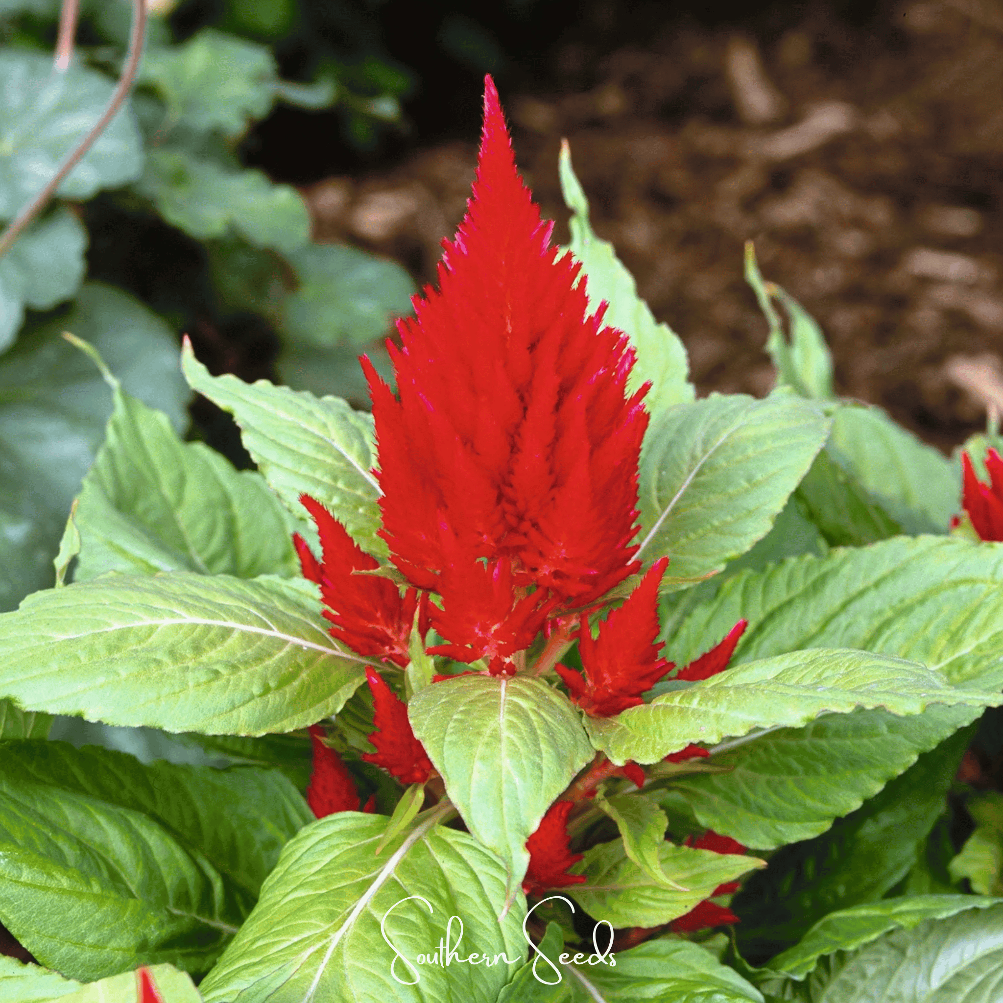 Celosia, Scarlet Plume (Celosia plumosa) - 100 Seeds seed packet from Seed Therapy – American - grown, heirloom seeds
