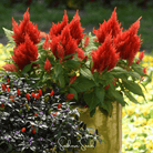 Celosia, Scarlet Plume (Celosia plumosa) - 100 Seeds seed packet from Seed Therapy – American - grown, heirloom seeds