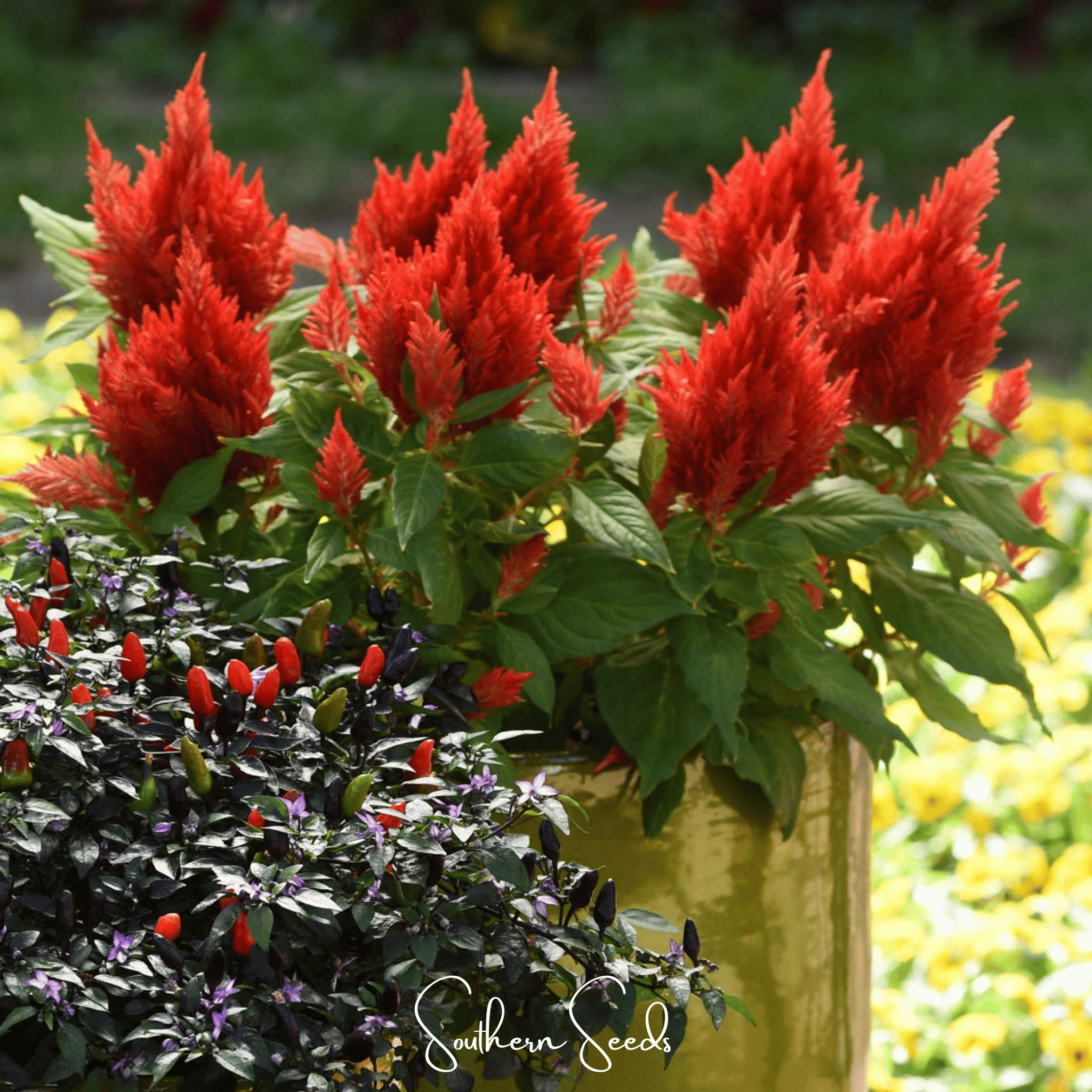 Celosia, Scarlet Plume (Celosia plumosa) - 100 Seeds seed packet from Seed Therapy – American - grown, heirloom seeds