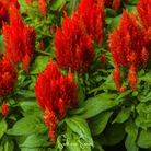 Celosia, Scarlet Plume (Celosia plumosa) - 100 Seeds seed packet from Seed Therapy – American - grown, heirloom seeds