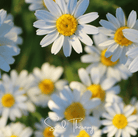 Chamomile, Roman (Anthemis nobilis) - 300 Seeds seed packet from Seed Therapy – American - grown, heirloom seeds