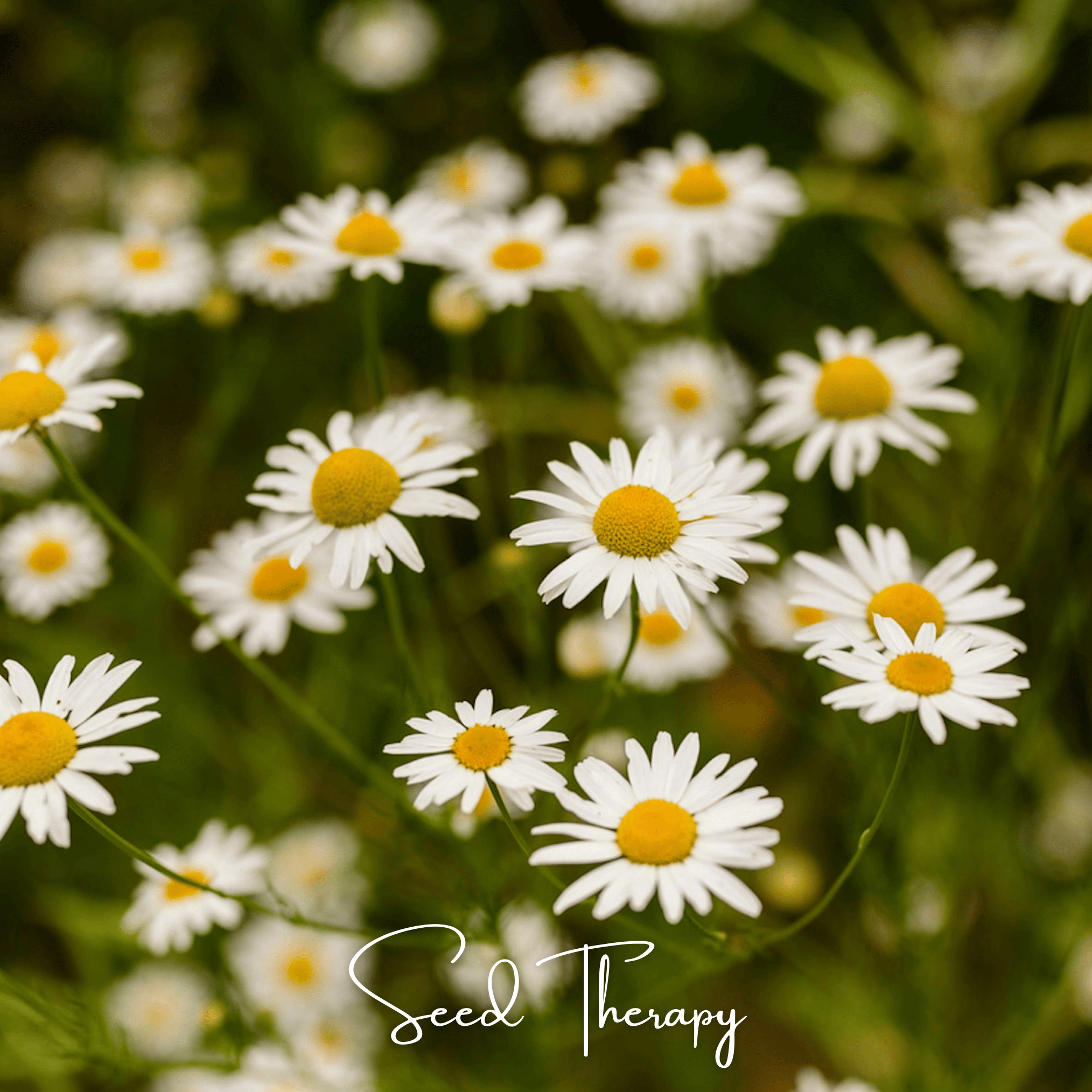 Chamomile, Roman (Anthemis nobilis) - 300 Seeds seed packet from Seed Therapy – American - grown, heirloom seeds