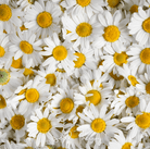 Chamomile, Roman (Anthemis nobilis) - 300 Seeds seed packet from Seed Therapy – American - grown, heirloom seeds