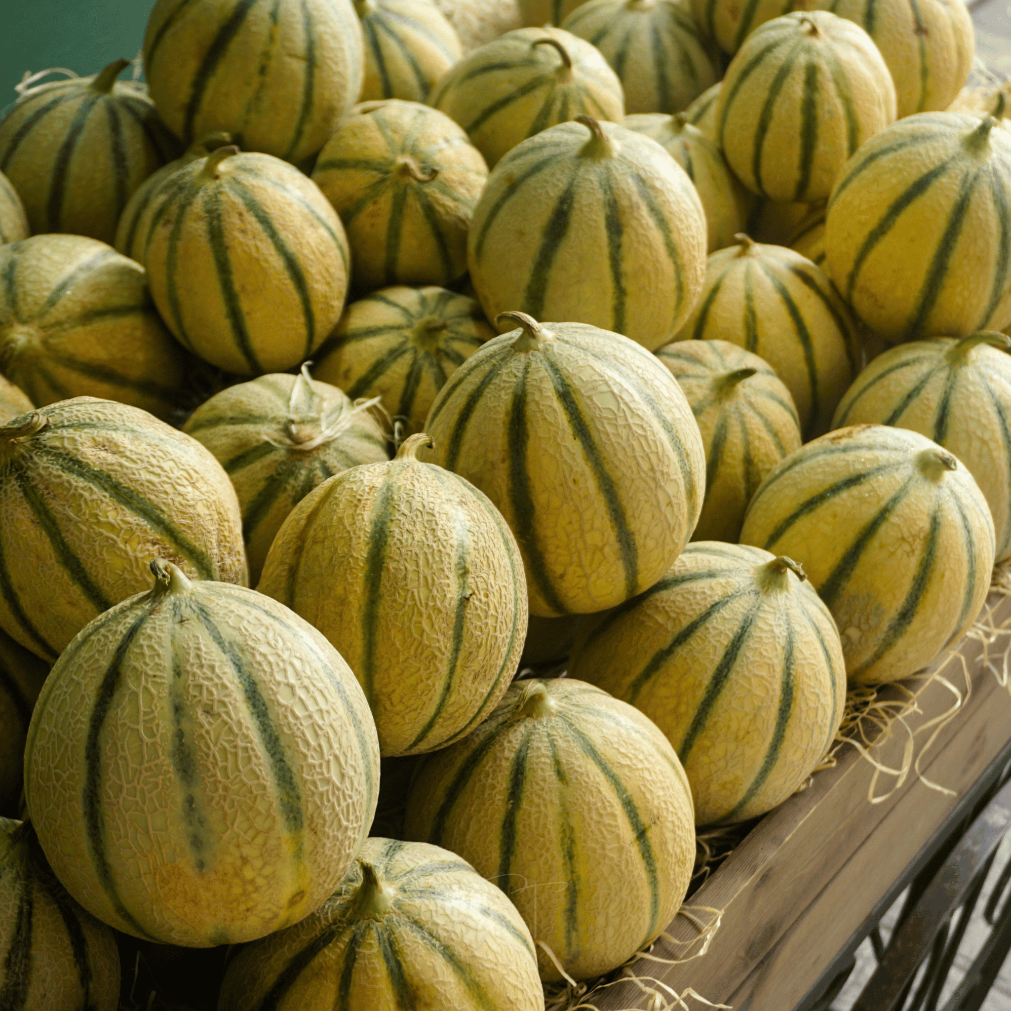 Charentais Melon – 50 Seeds seed packet from Seed Therapy – American-grown, heirloom seeds