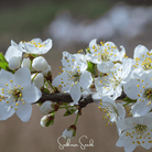 Cherry Plum (Prunus cerasifera) - 5 Seeds seed packet from Seed Therapy – American - grown, heirloom seeds