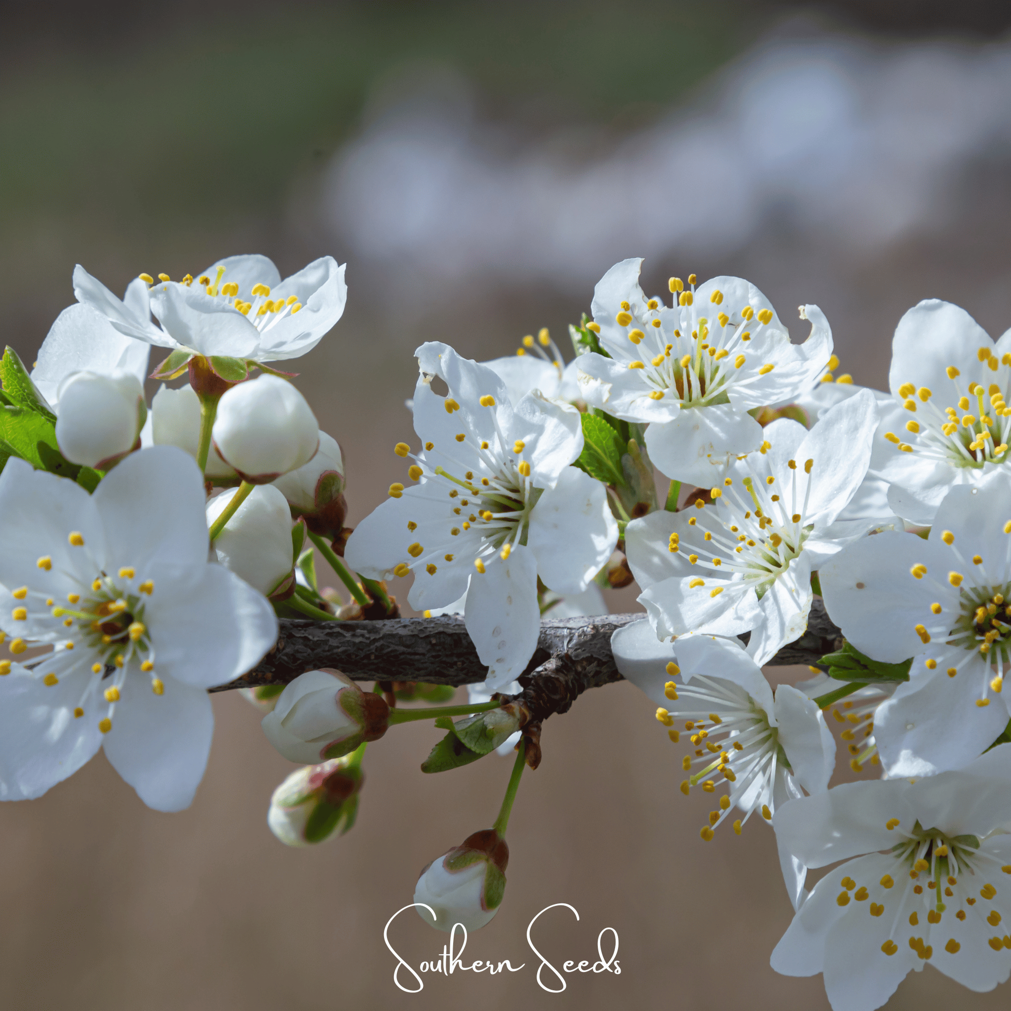 Cherry Plum (Prunus cerasifera) - 5 Seeds seed packet from Seed Therapy – American - grown, heirloom seeds