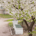 Cherry Plum (Prunus cerasifera) - 5 Seeds seed packet from Seed Therapy – American - grown, heirloom seeds