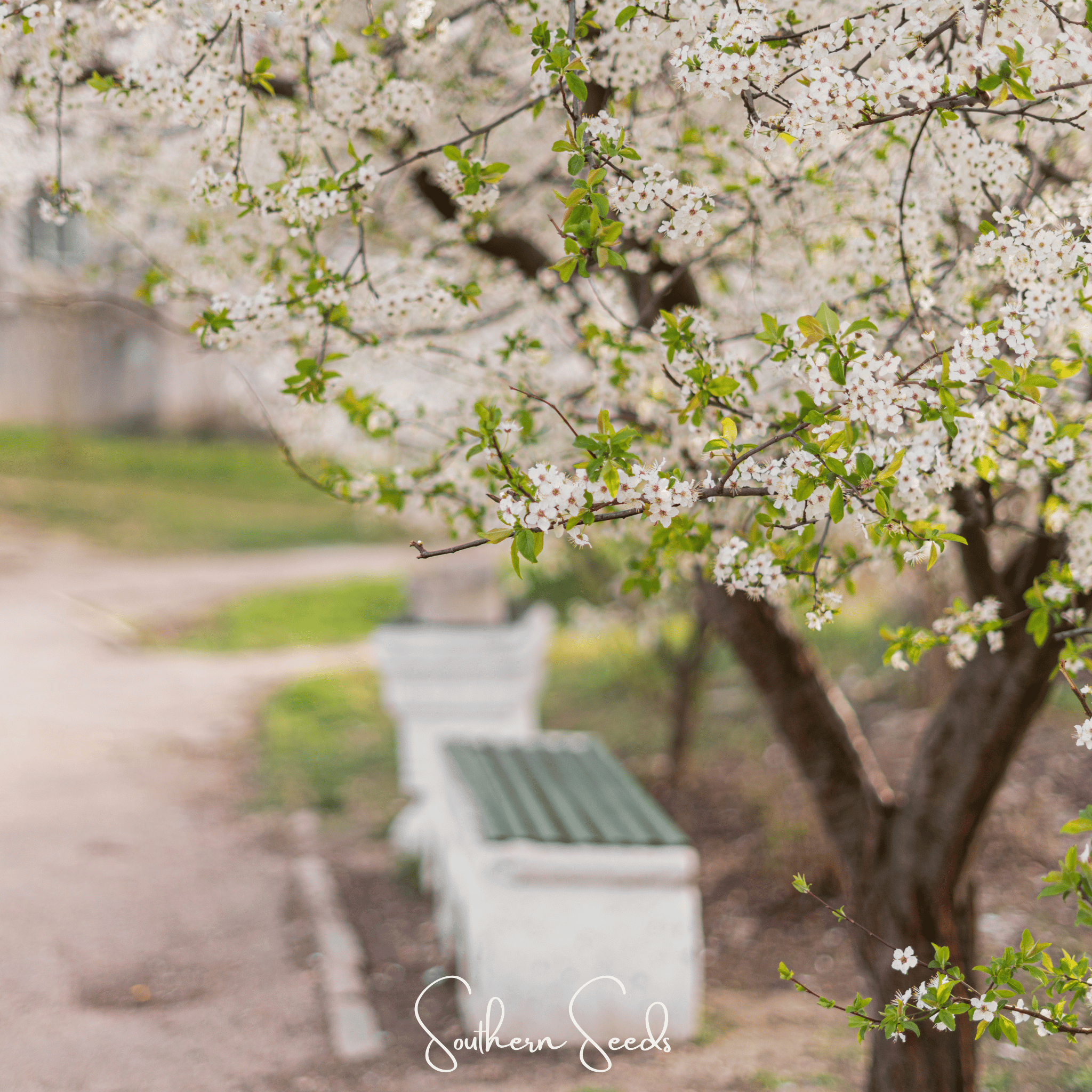 Cherry Plum (Prunus cerasifera) - 5 Seeds seed packet from Seed Therapy – American - grown, heirloom seeds