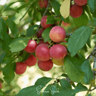 Cherry Plum (Prunus cerasifera) - 5 Seeds seed packet from Seed Therapy – American - grown, heirloom seeds