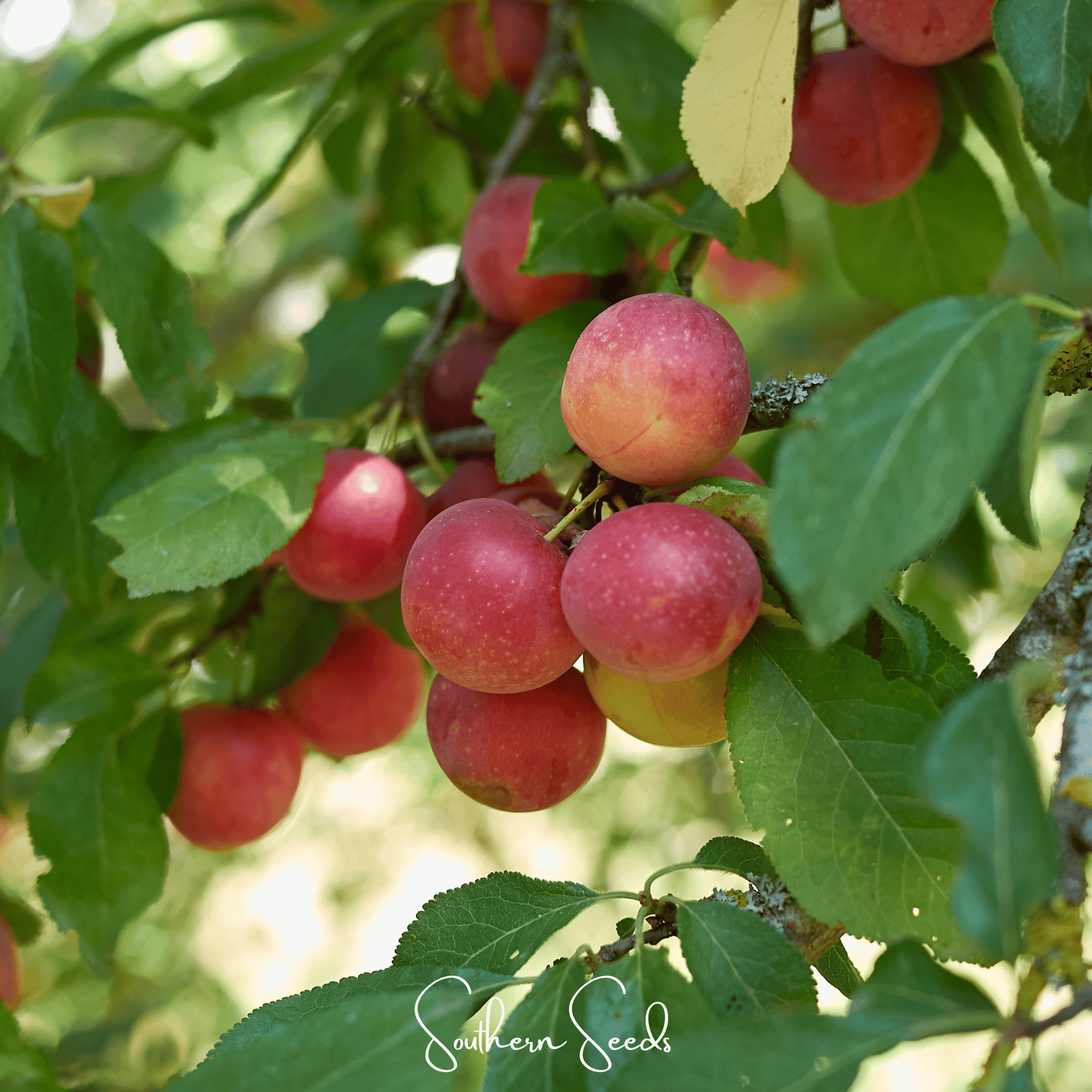 Cherry Plum (Prunus cerasifera) - 5 Seeds seed packet from Seed Therapy – American - grown, heirloom seeds