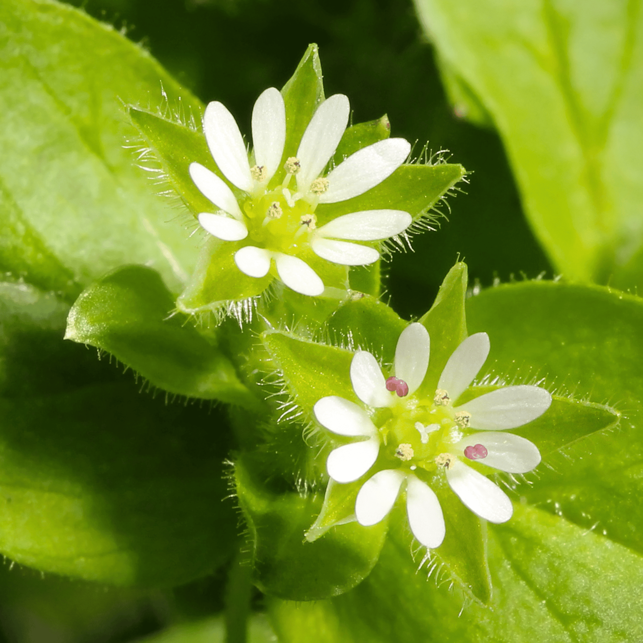 Chickweed - 40 seeds seed packet from Seed Therapy – American - grown, heirloom seeds