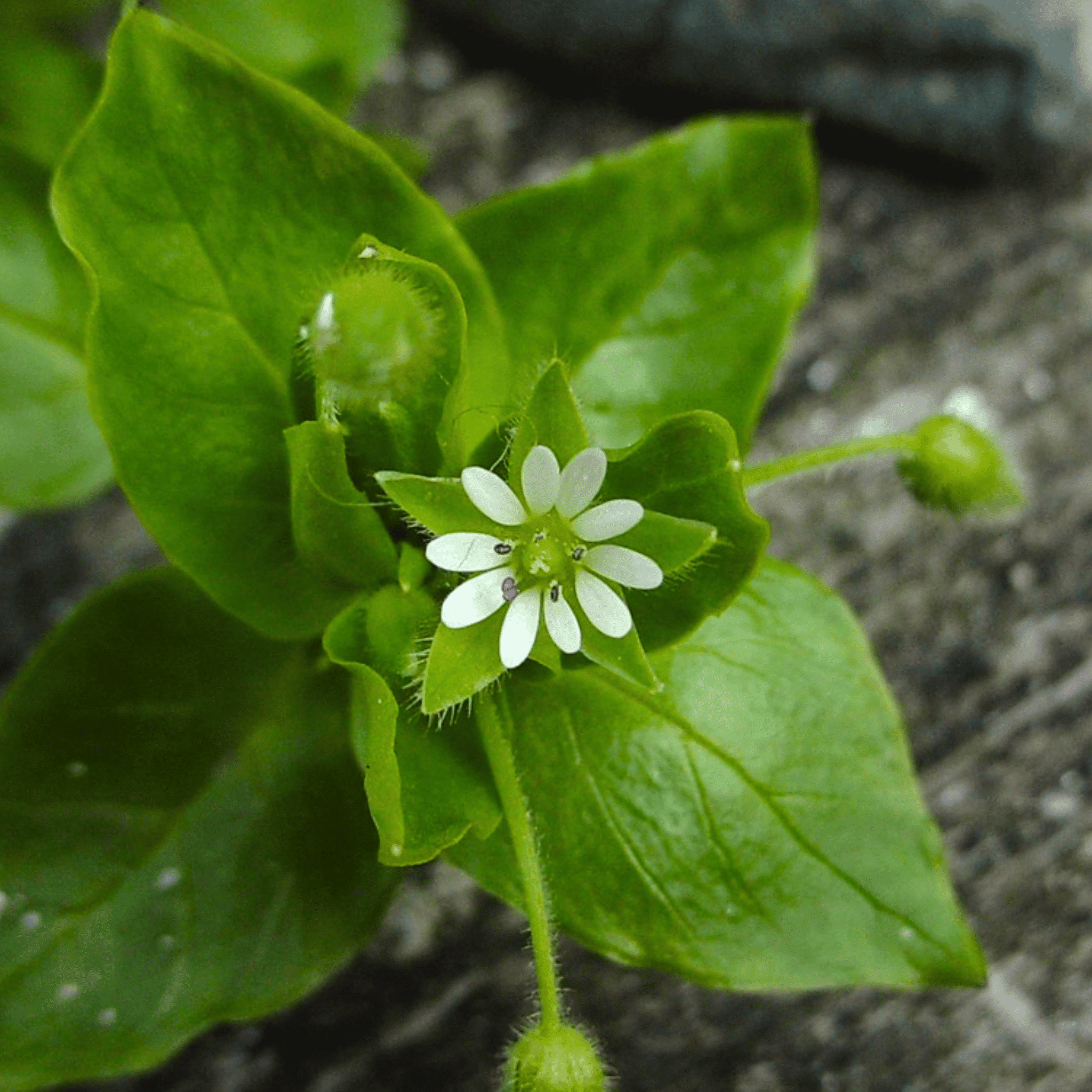 Chickweed - 40 seeds seed packet from Seed Therapy – American - grown, heirloom seeds