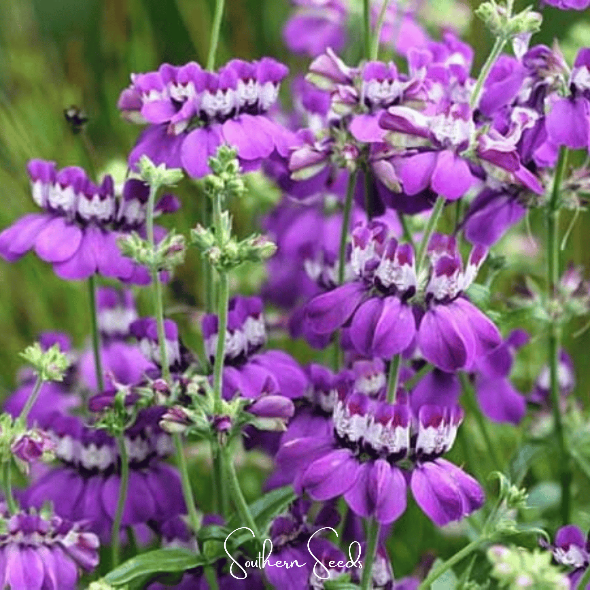 Chinese House - Innocence (Collinsia heterophylla) - 100 Seeds seed packet from Seed Therapy – American - grown, heirloom seeds