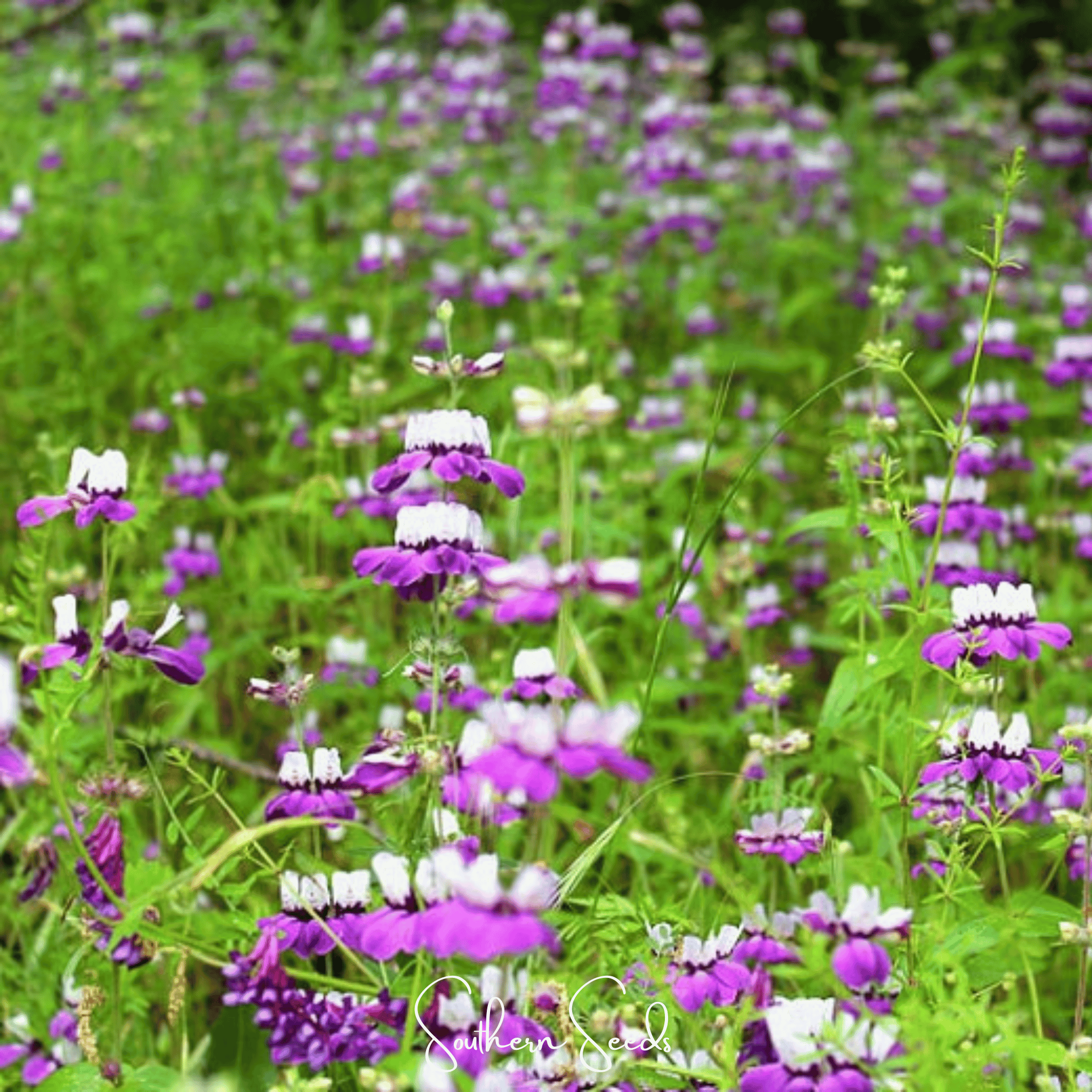 Chinese House - Innocence (Collinsia heterophylla) - 100 Seeds seed packet from Seed Therapy – American - grown, heirloom seeds