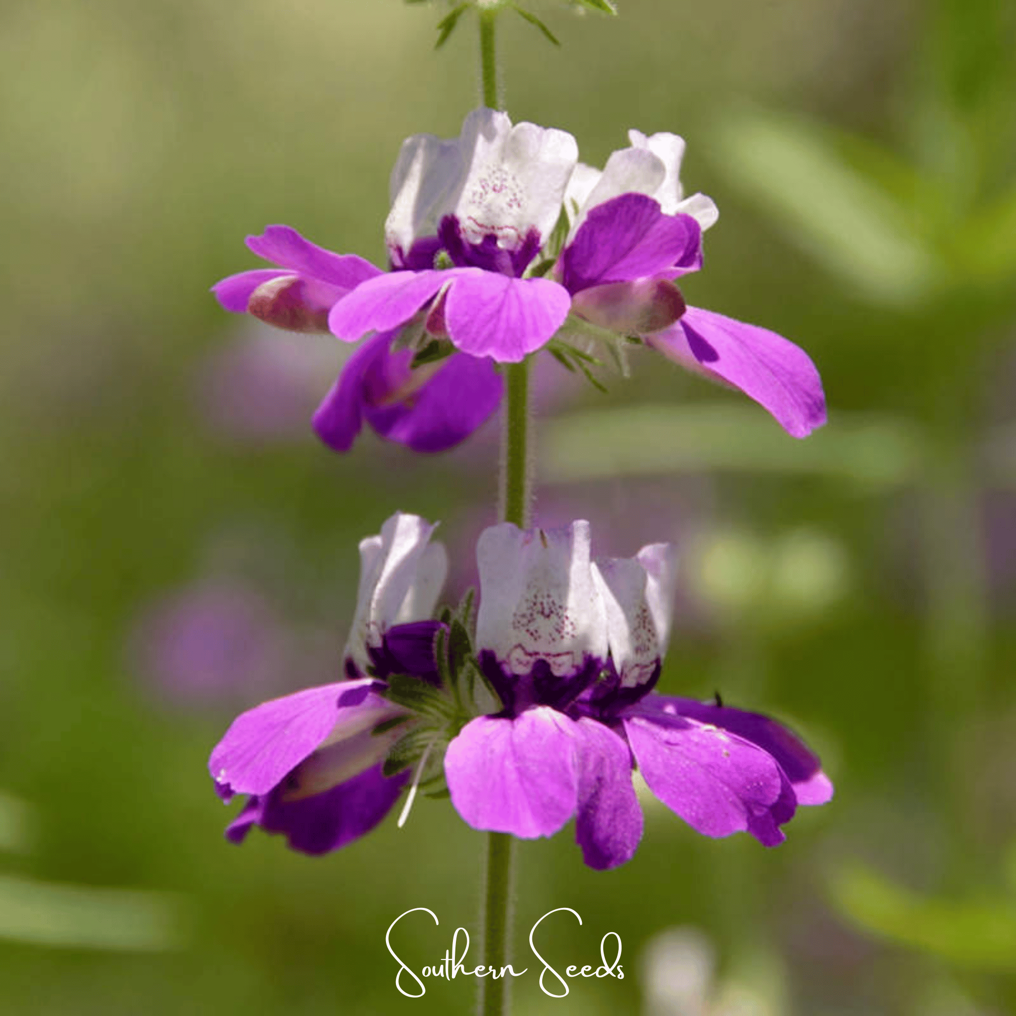 Chinese House - Innocence (Collinsia heterophylla) - 100 Seeds seed packet from Seed Therapy – American - grown, heirloom seeds